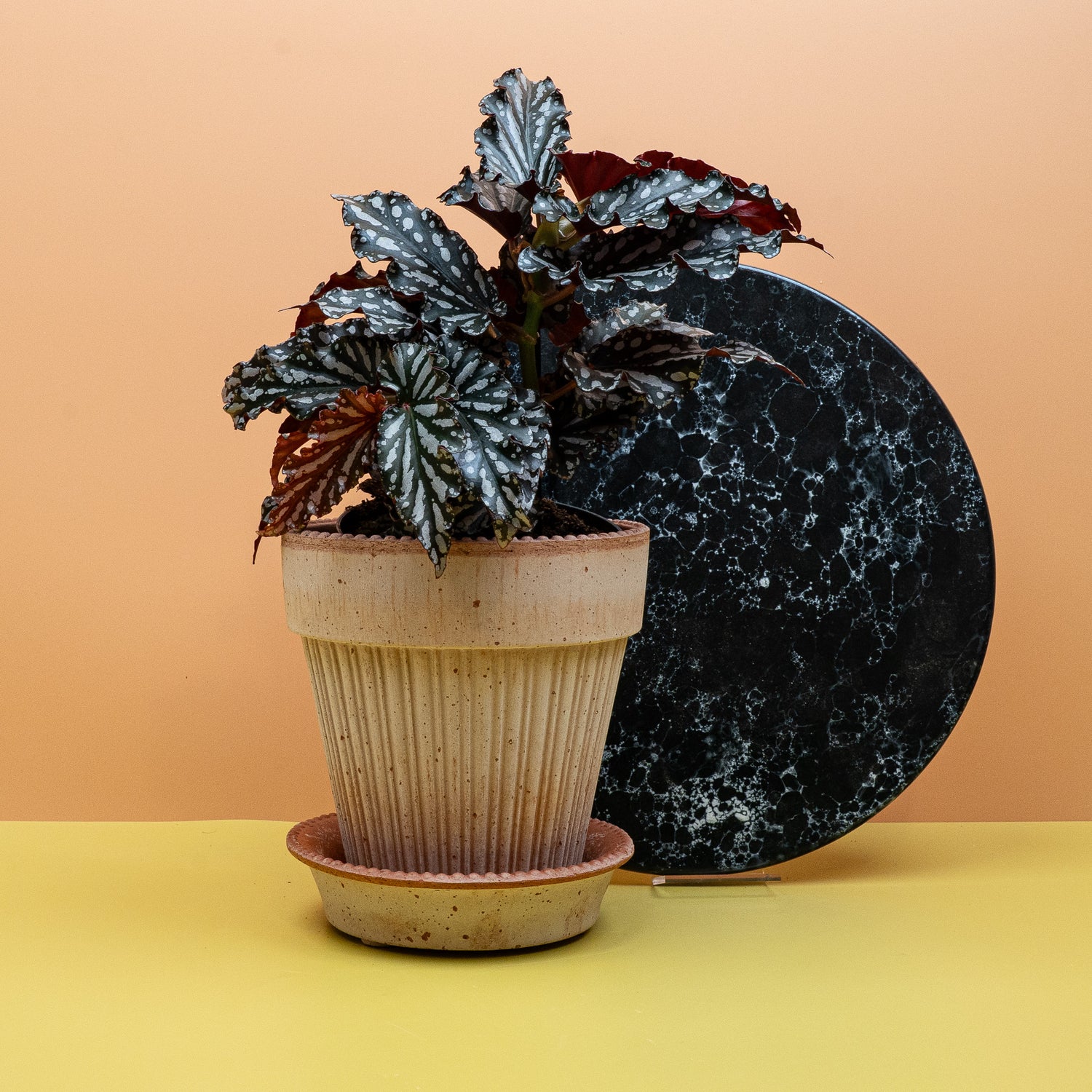 Begonia - Eine Begonia steht an einem hellen Fensterplatz ohne direkte Mittagssonne.