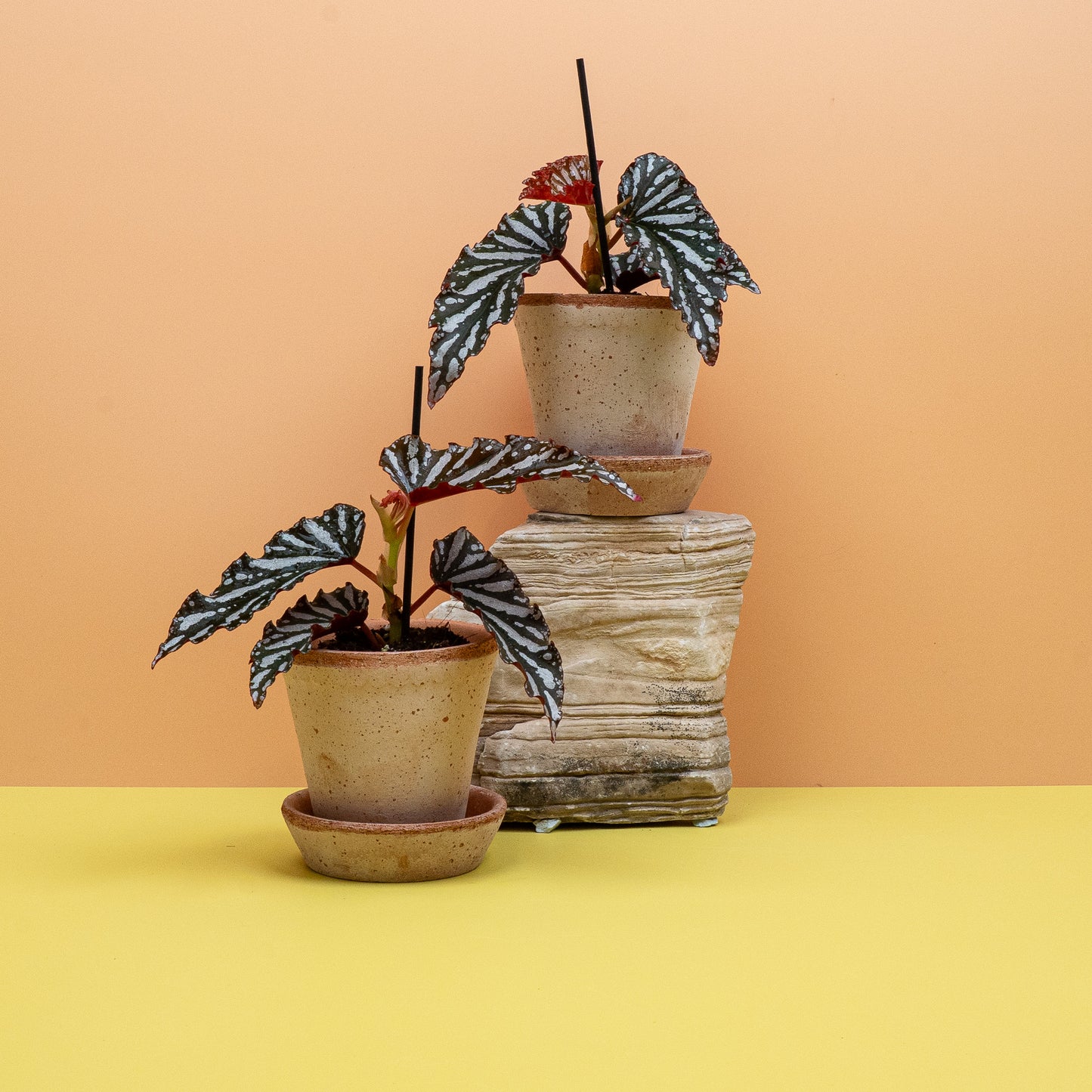 BEGONIA WINGS RUBY COMPACT online bestellen bei potflourri