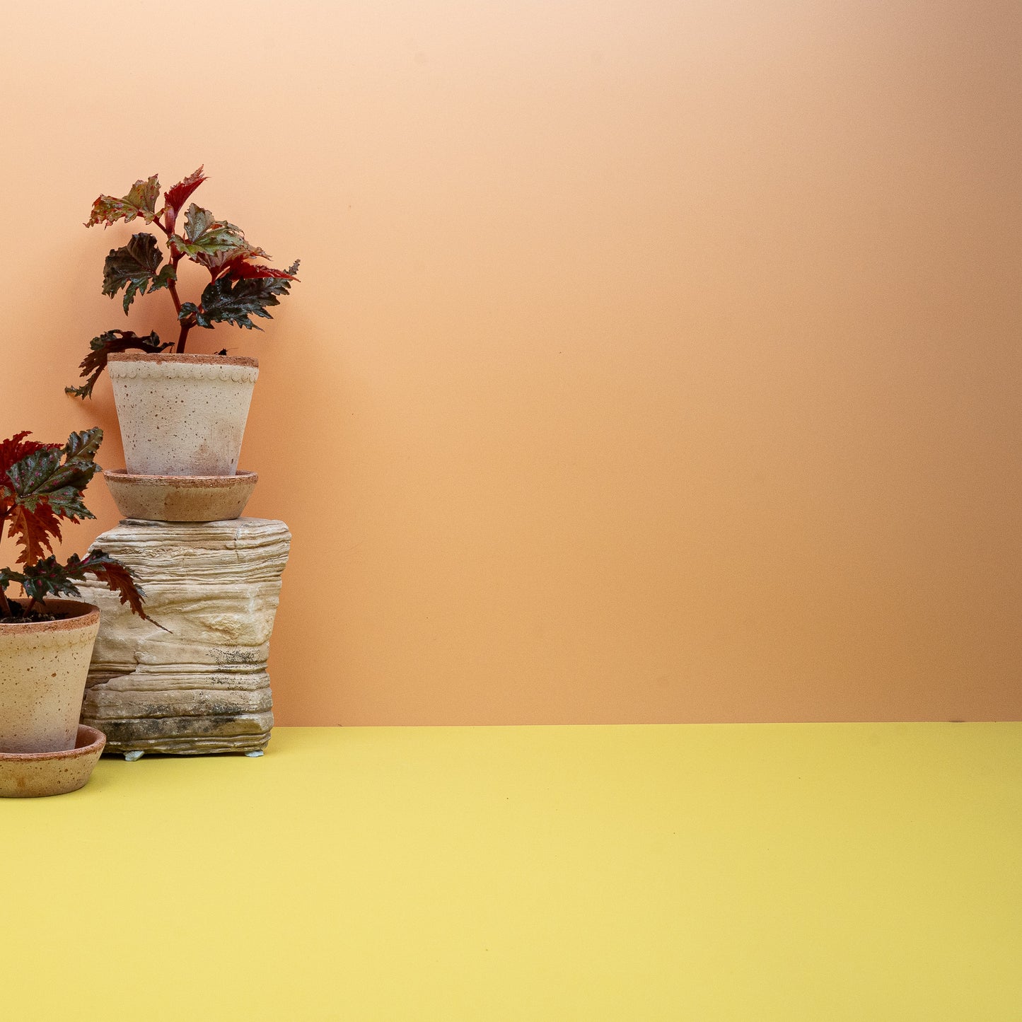 BEGONIA WINGS SERRATIPETALA online bestellen bei potflourri