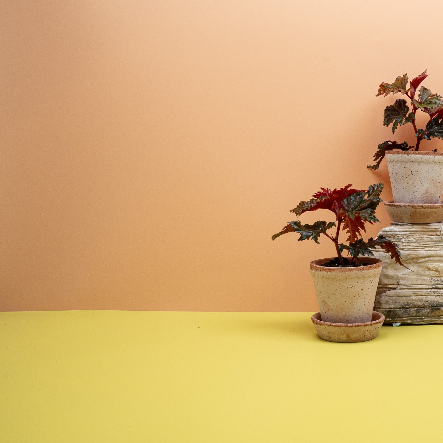 BEGONIA WINGS SERRATIPETALA online bestellen bei potflourri