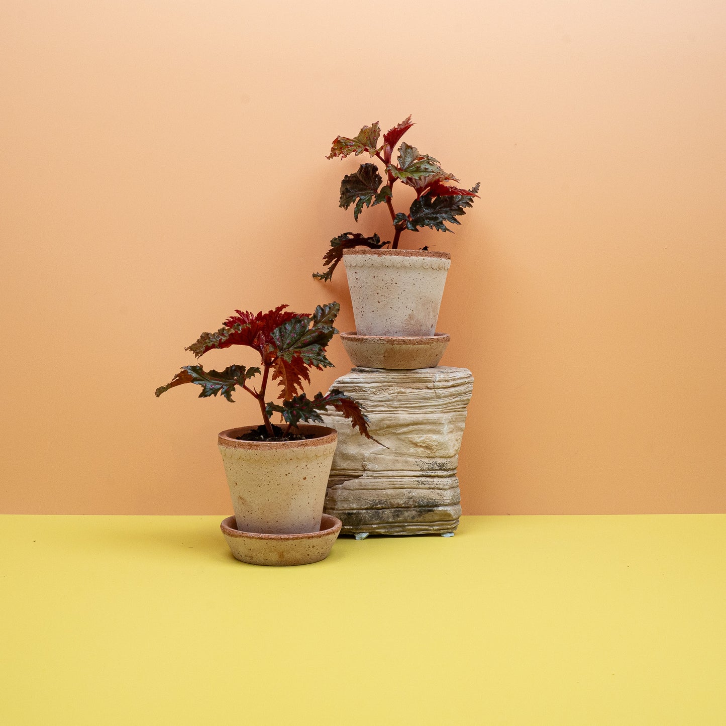 BEGONIA WINGS SERRATIPETALA online bestellen bei potflourri