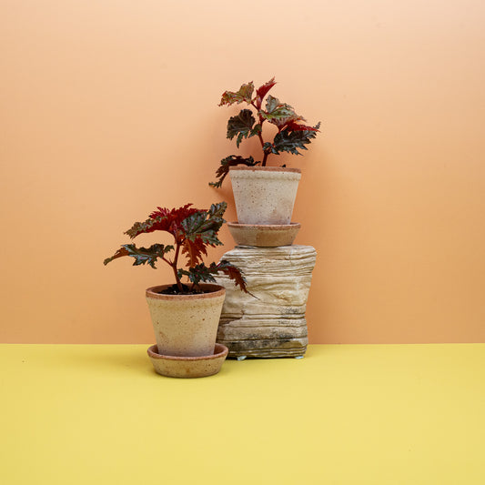 BEGONIA WINGS SERRATIPETALA online bestellen bei potflourri