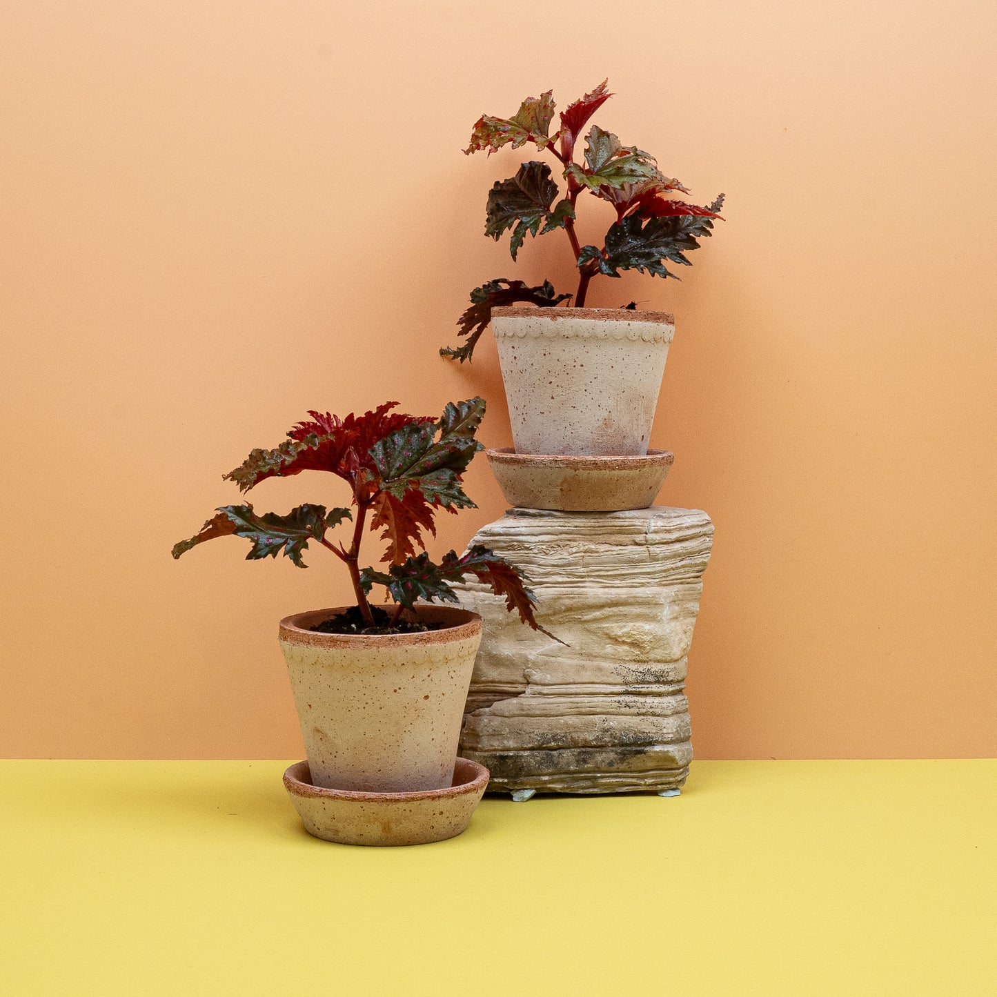 BEGONIA WINGS SERRATIPETALA online bestellen bei potflourri