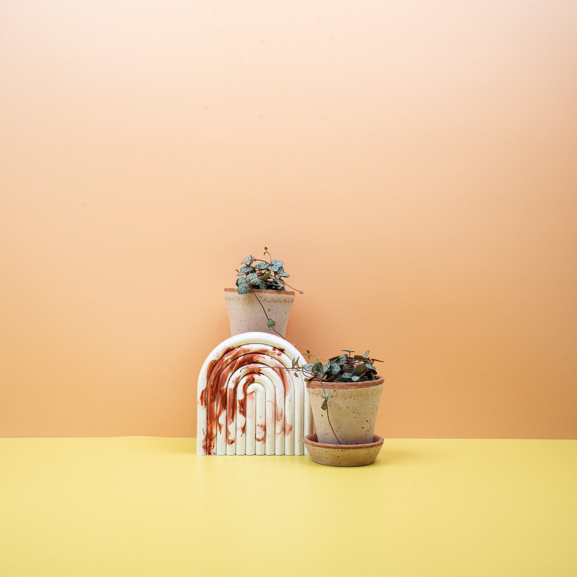 CEROPEGIA WOODII online bestellen bei potflourri