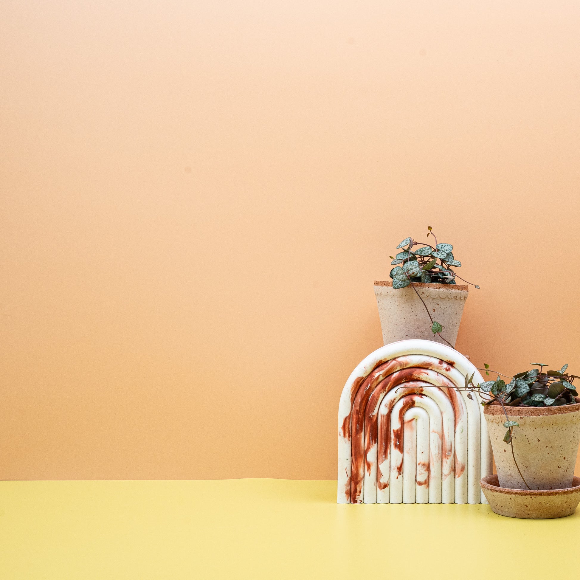 CEROPEGIA WOODII online bestellen bei potflourri