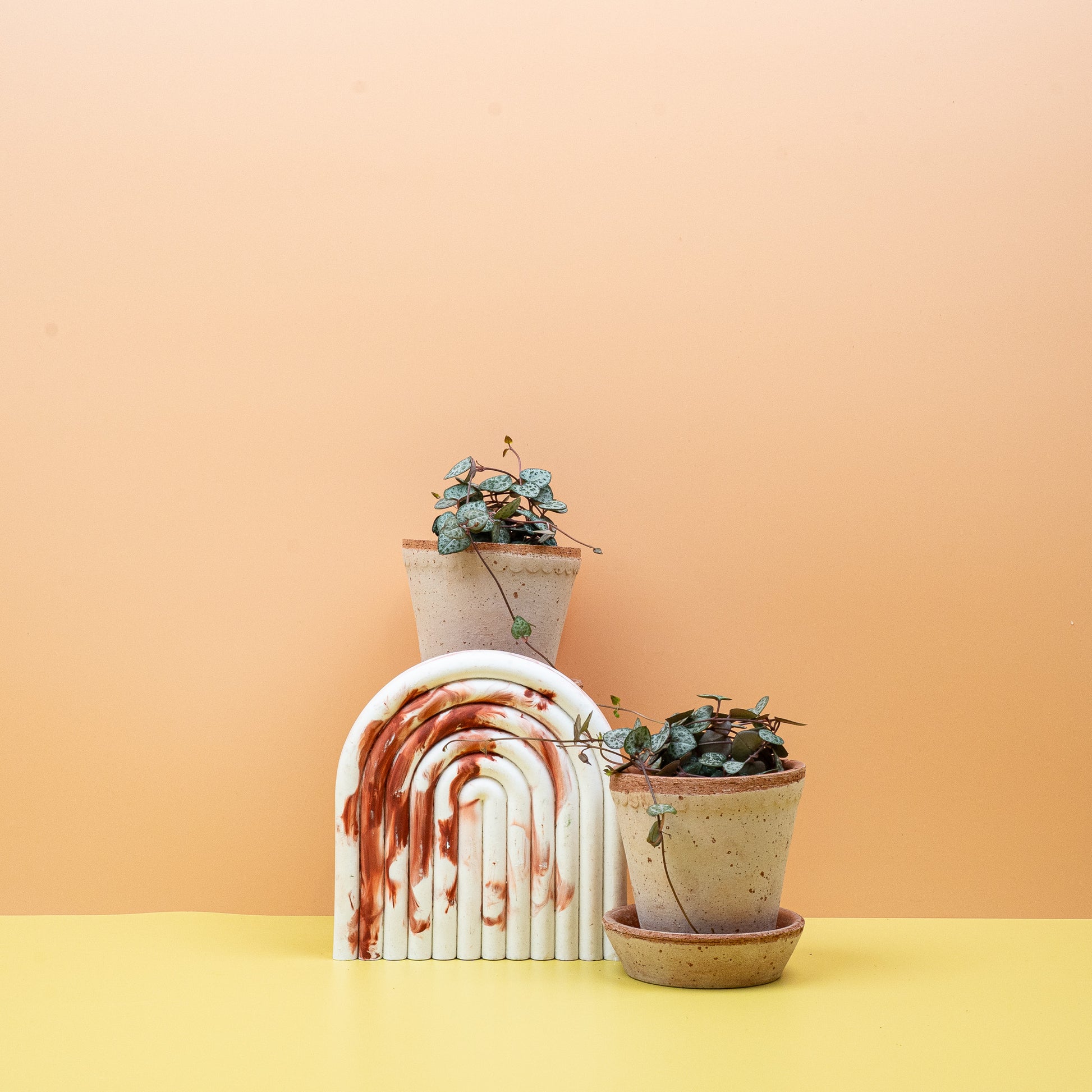 CEROPEGIA WOODII online bestellen bei potflourri