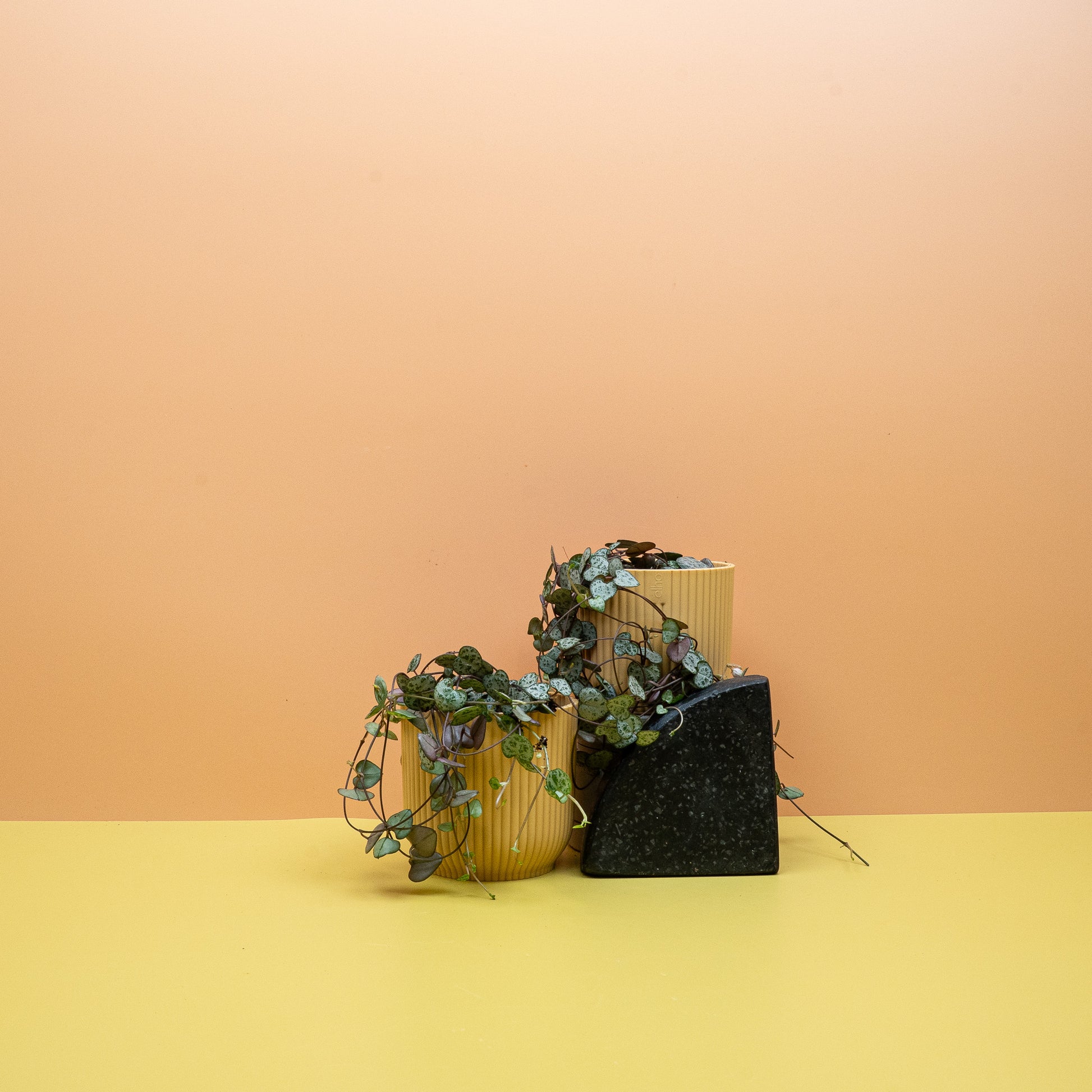 CEROPEGIA WOODII online bestellen bei potflourri