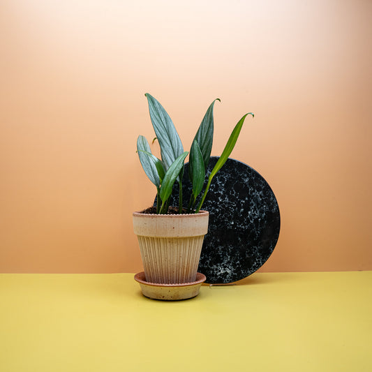 EPIPREMNUM AMBLISSIUM SILVER online bestellen bei potflourri