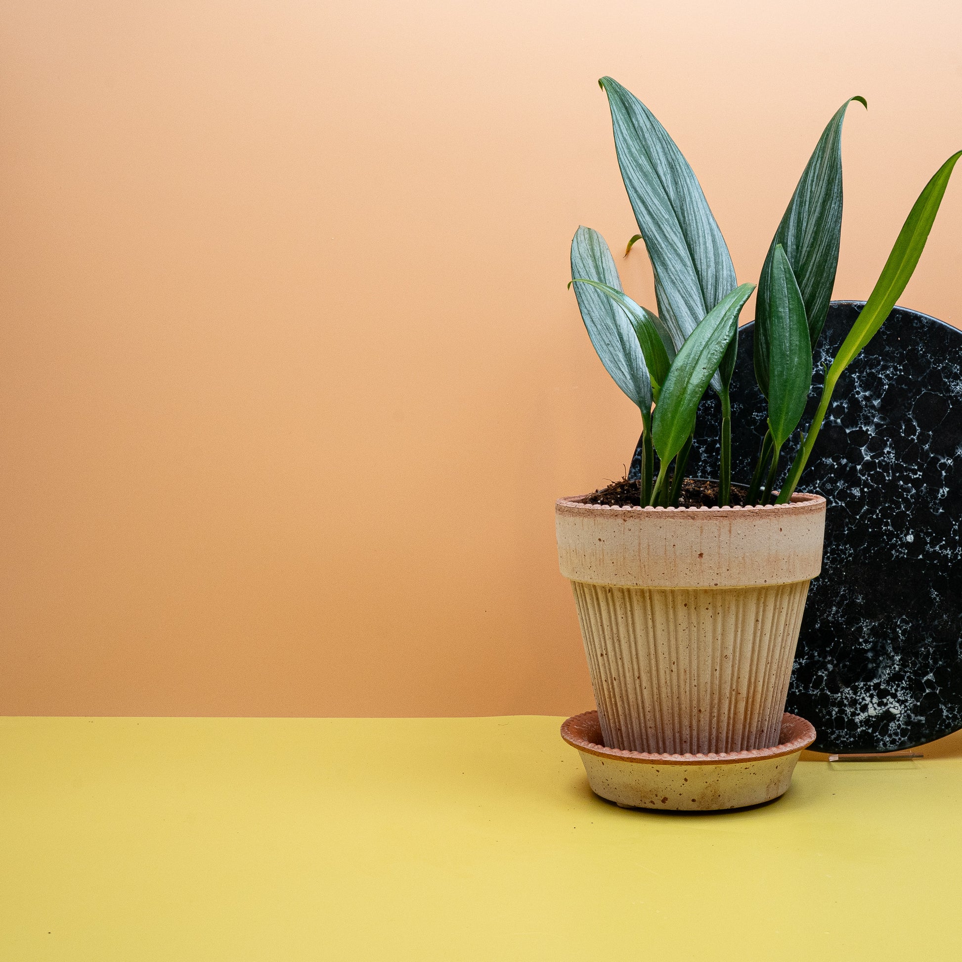 EPIPREMNUM AMBLISSIUM SILVER online bestellen bei potflourri