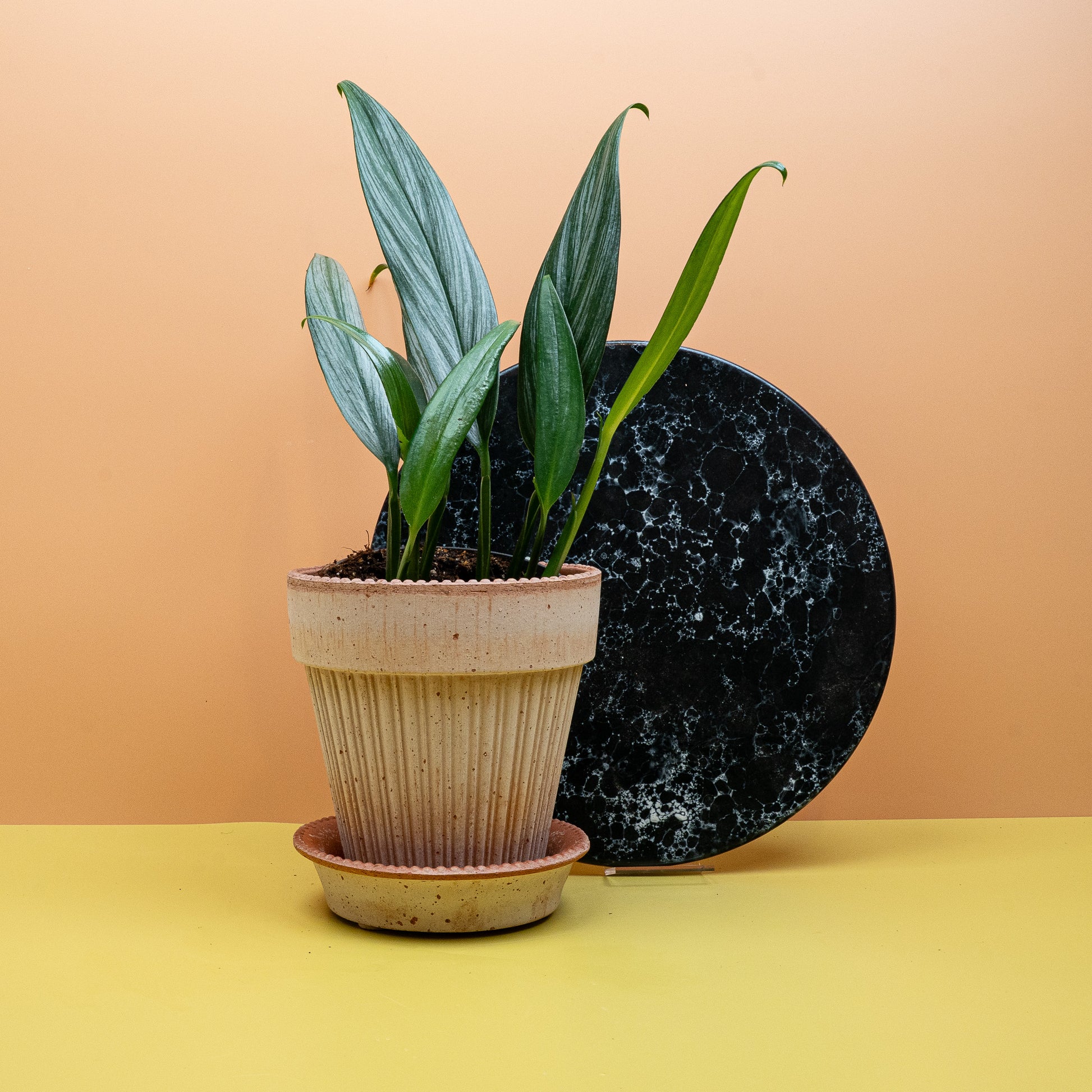 EPIPREMNUM AMBLISSIUM SILVER online bestellen bei potflourri