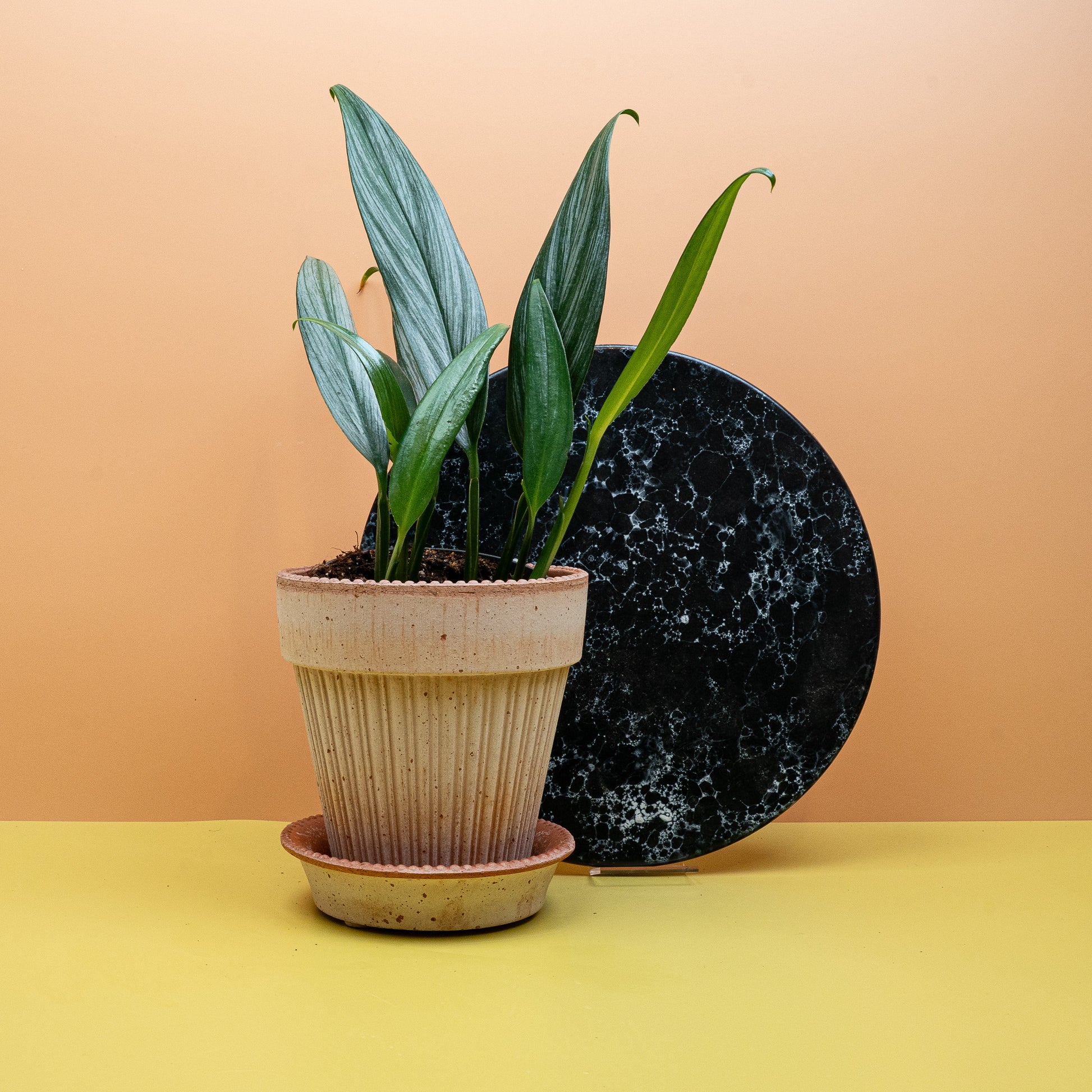 EPIPREMNUM AMBLISSIUM SILVER online bestellen bei potflourri