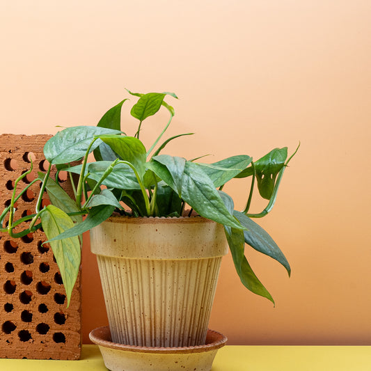 EPIPREMNUM CEBU BLUE online bestellen bei potflourri