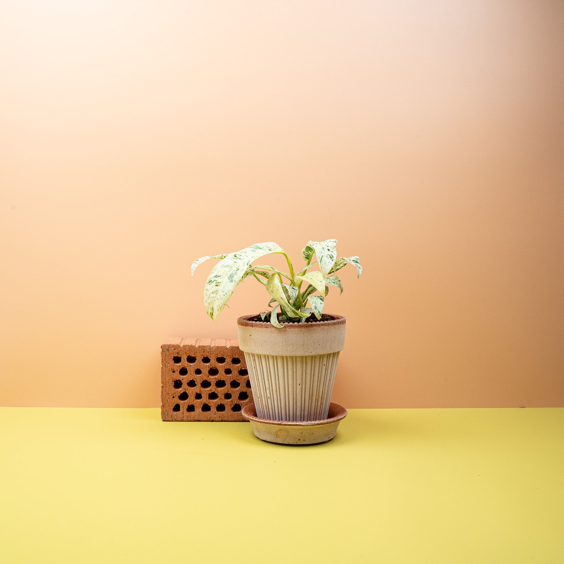 EPIPREMNUM GIGANTEUM VARIEGATA online bestellen bei potflourri