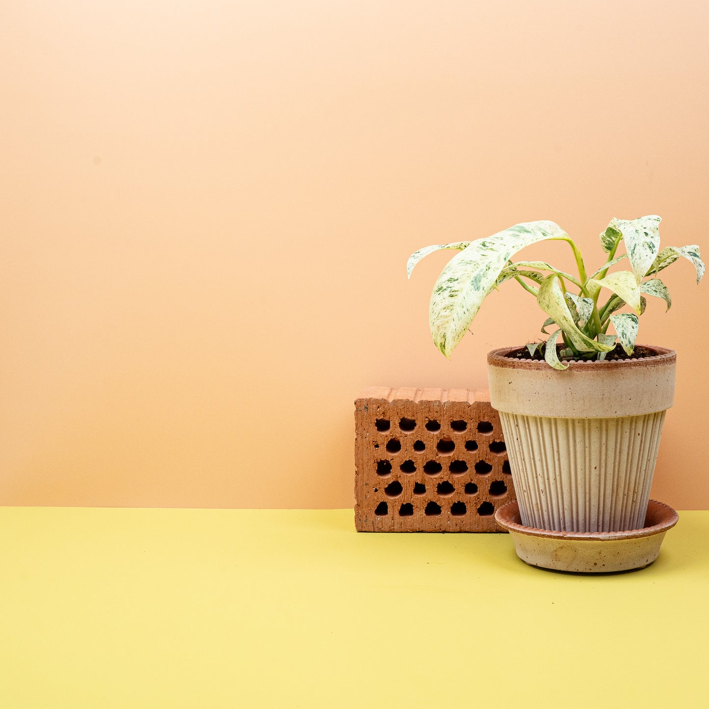 EPIPREMNUM GIGANTEUM VARIEGATA online bestellen bei potflourri