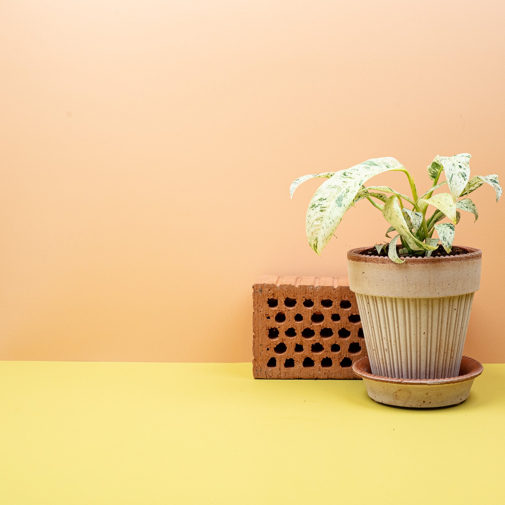 EPIPREMNUM GIGANTEUM VARIEGATA online bestellen bei potflourri