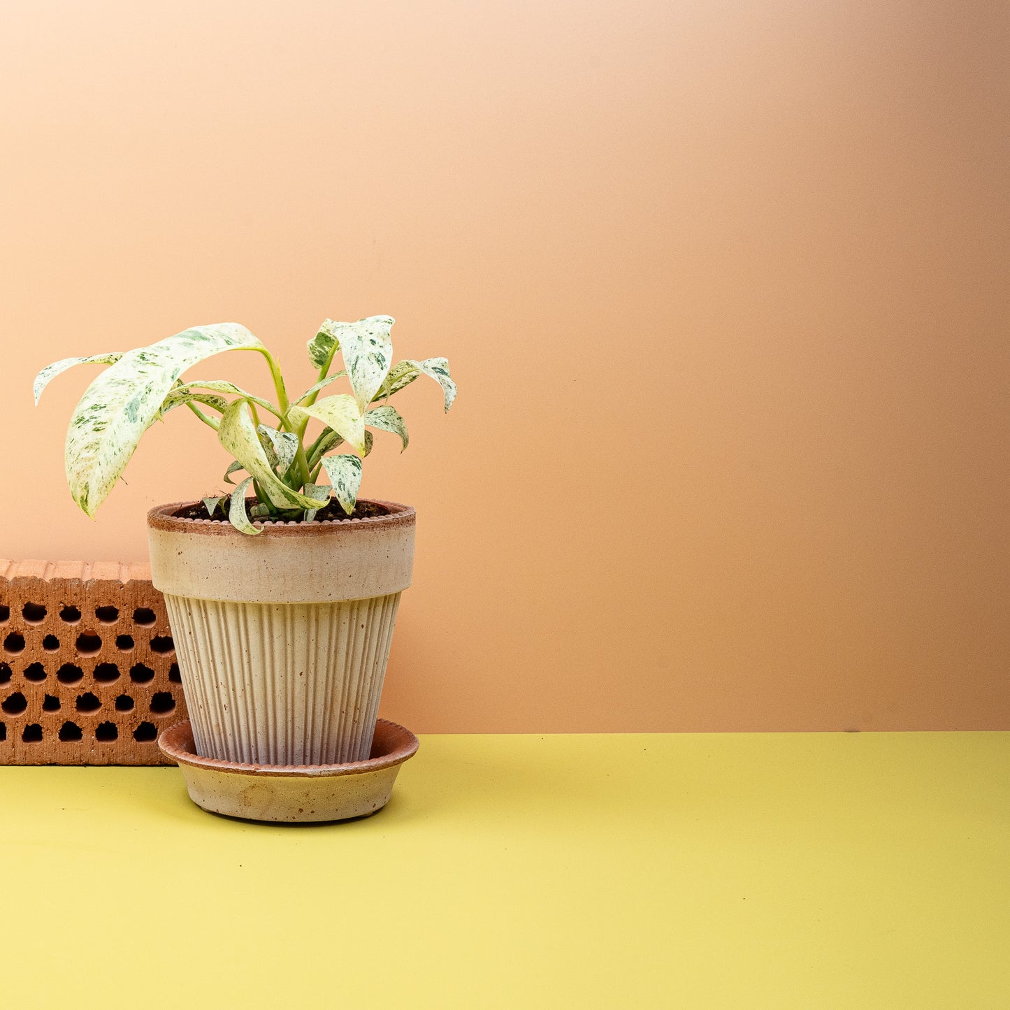 EPIPREMNUM GIGANTEUM VARIEGATA online bestellen bei potflourri