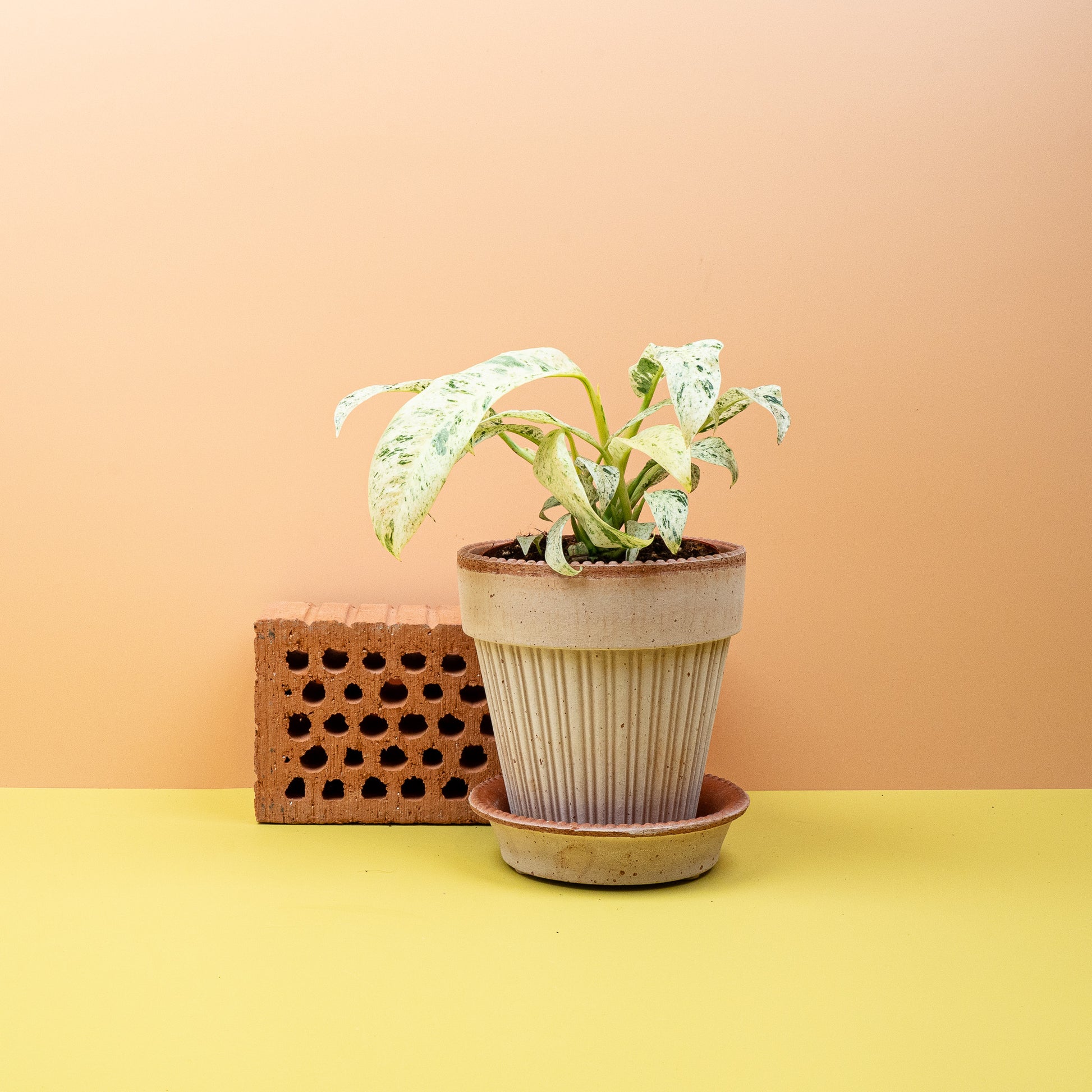 EPIPREMNUM GIGANTEUM VARIEGATA online bestellen bei potflourri