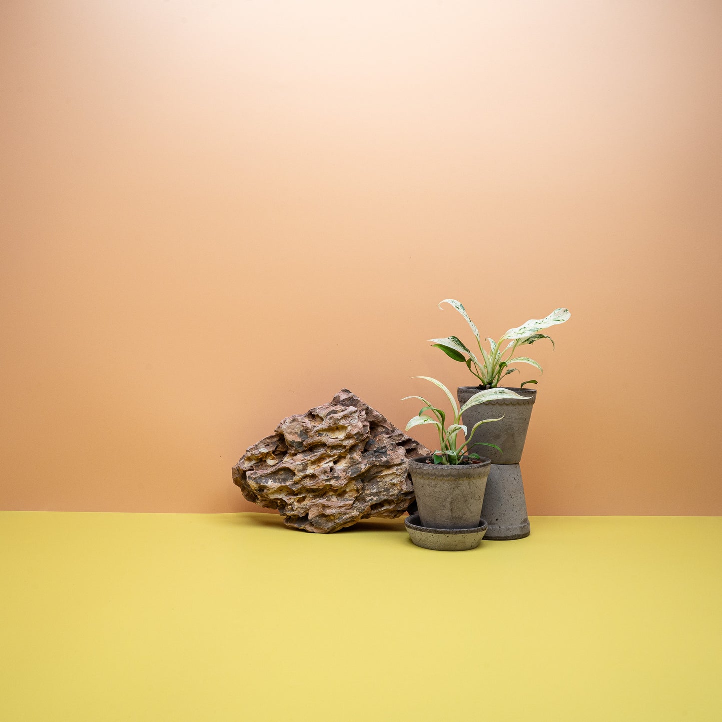 Epipremnum Giganteum Variegata als raumprägende Statement-Pflanze