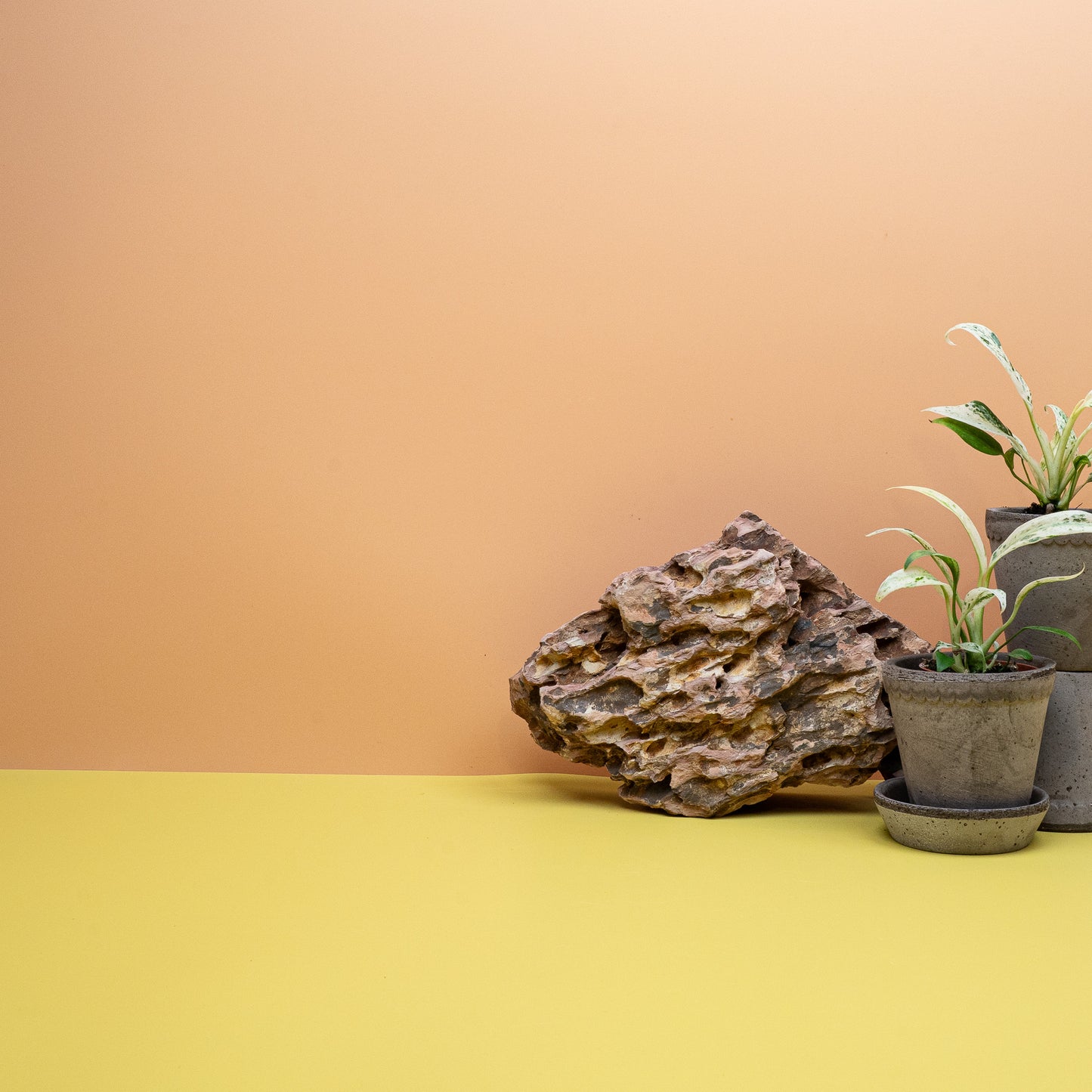 Epipremnum Giganteum Variegata – Ansicht 8: Wuchsform
