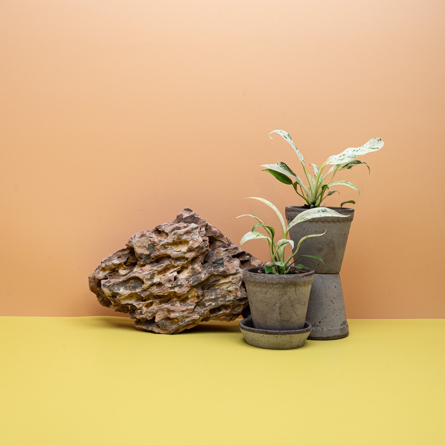 Epipremnum Giganteum Variegata – Ansicht 9: Musterung