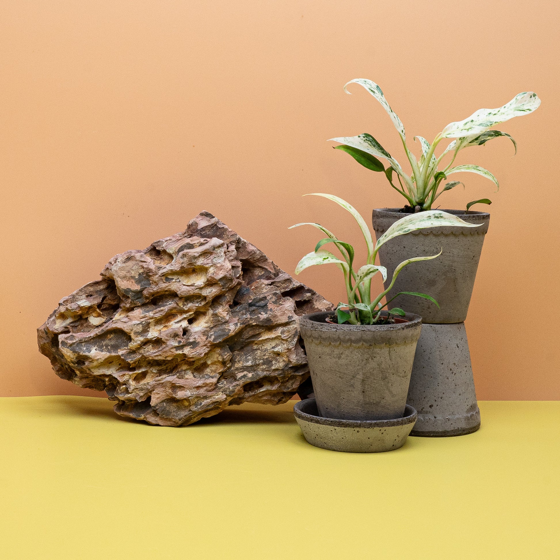 Epipremnum Giganteum Variegata – Ansicht 10: Gesamtbild