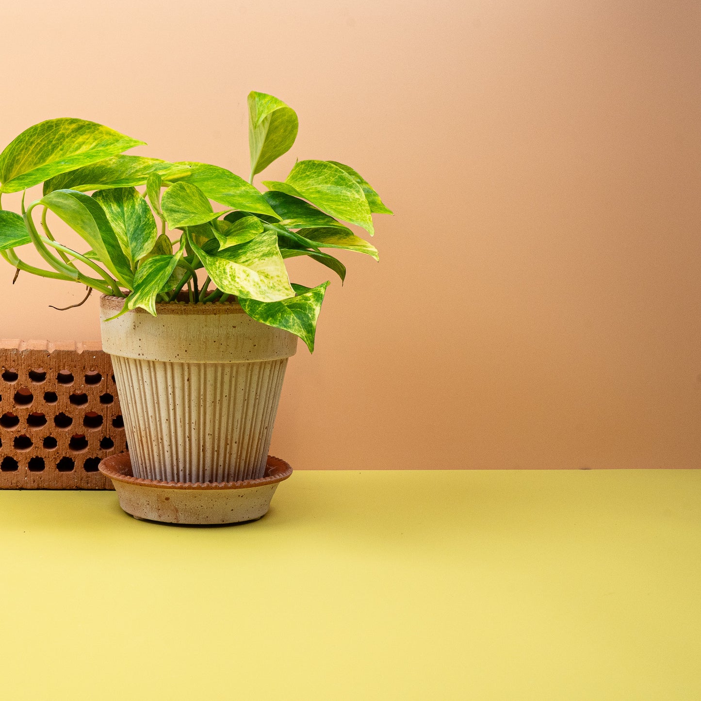 EPIPREMNUM KIWI online bestellen bei potflourri