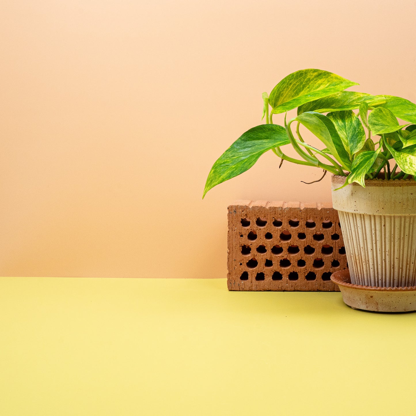 EPIPREMNUM KIWI online bestellen bei potflourri