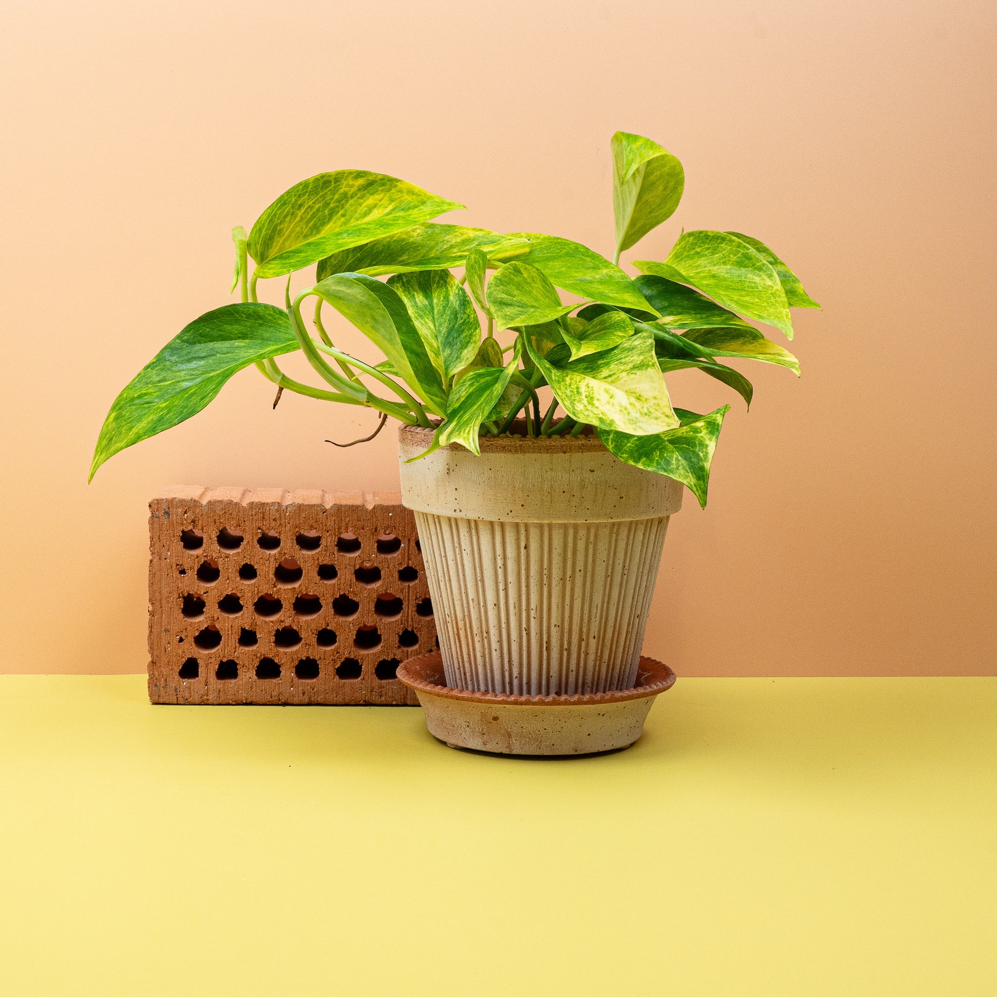 EPIPREMNUM KIWI online bestellen bei potflourri