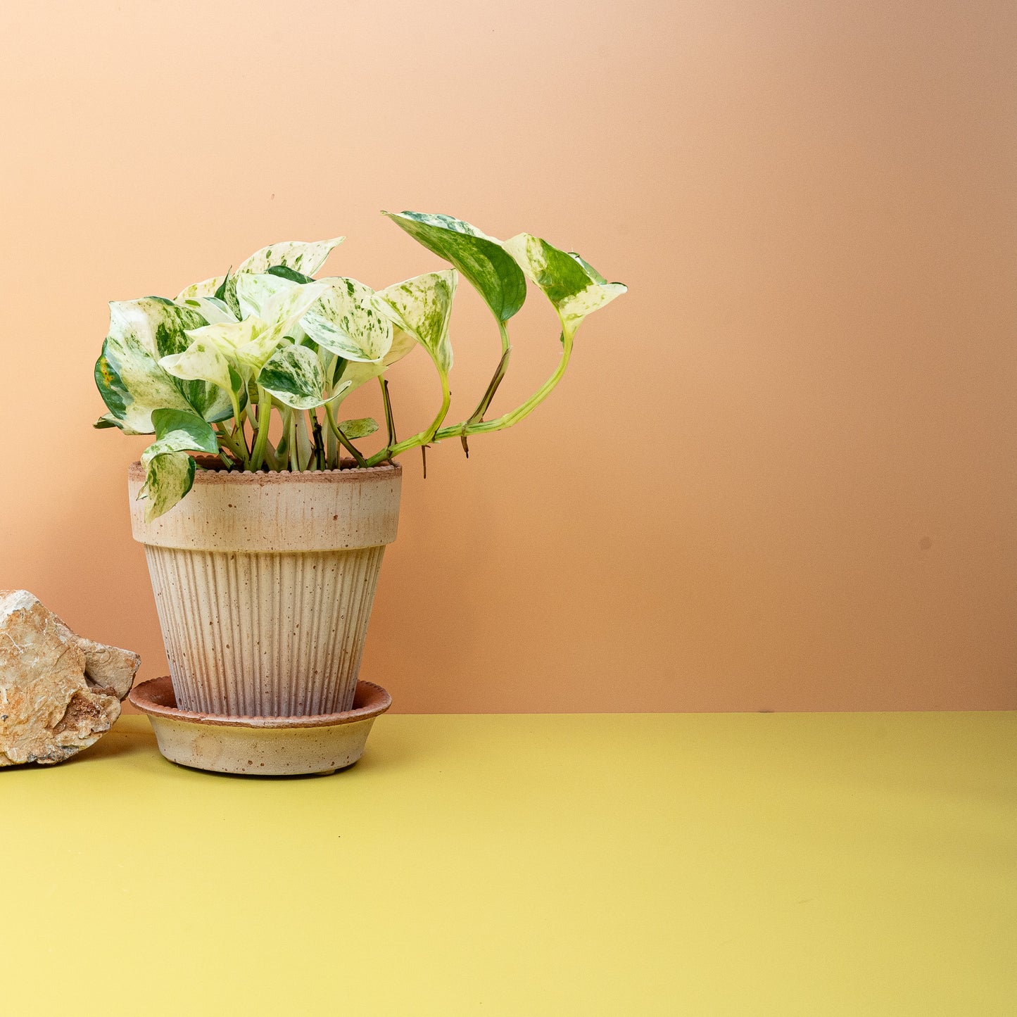EPIPREMNUM MANJULA online bestellen bei potflourri