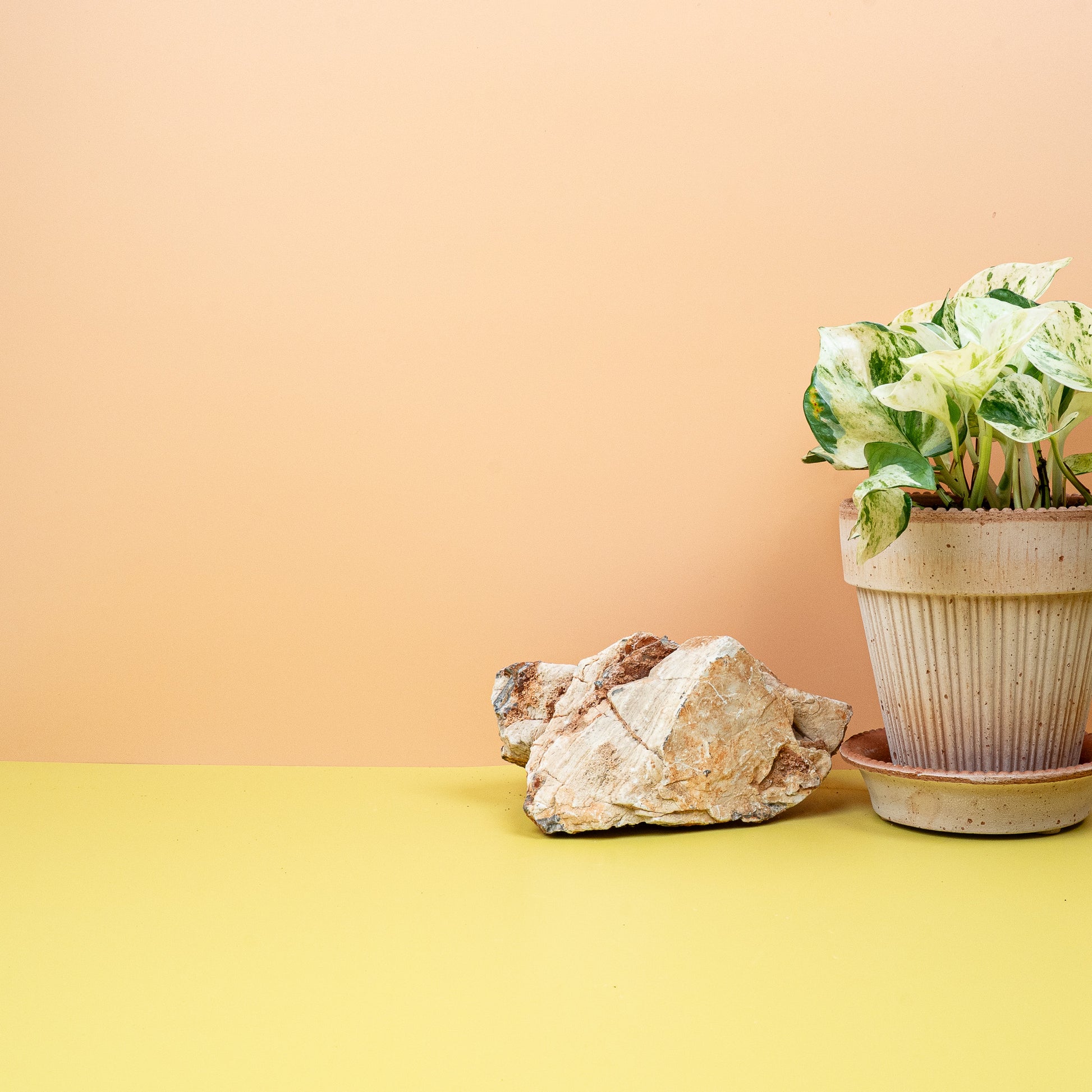 EPIPREMNUM MANJULA online bestellen bei potflourri