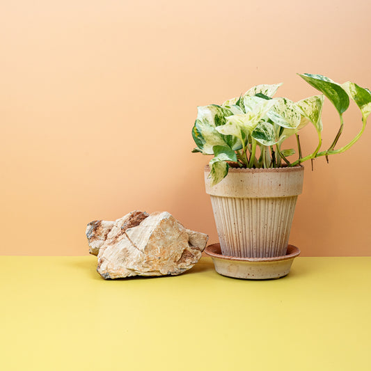 EPIPREMNUM MANJULA online bestellen bei potflourri
