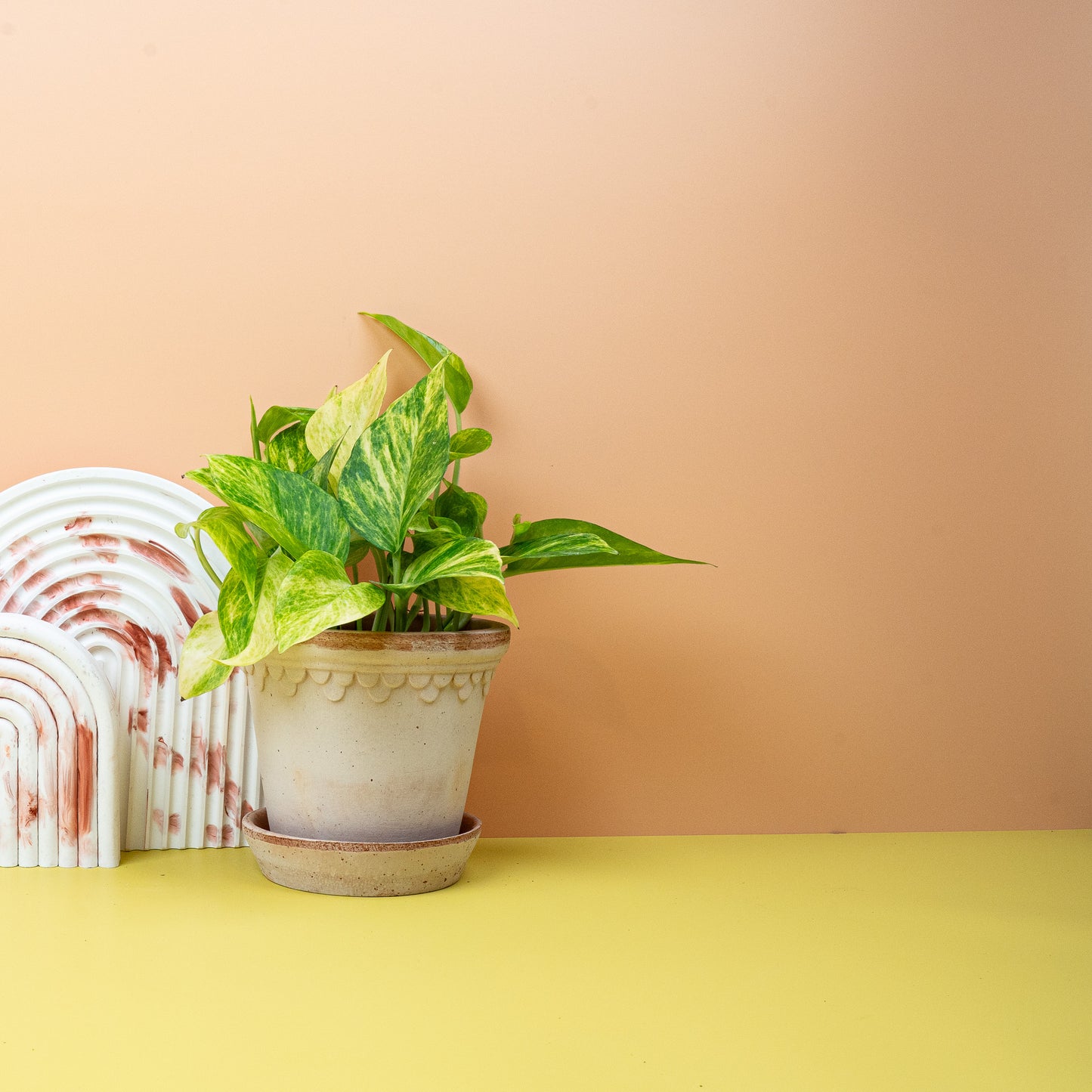 EPIPREMNUM NJOY GOLD online bestellen bei potflourri