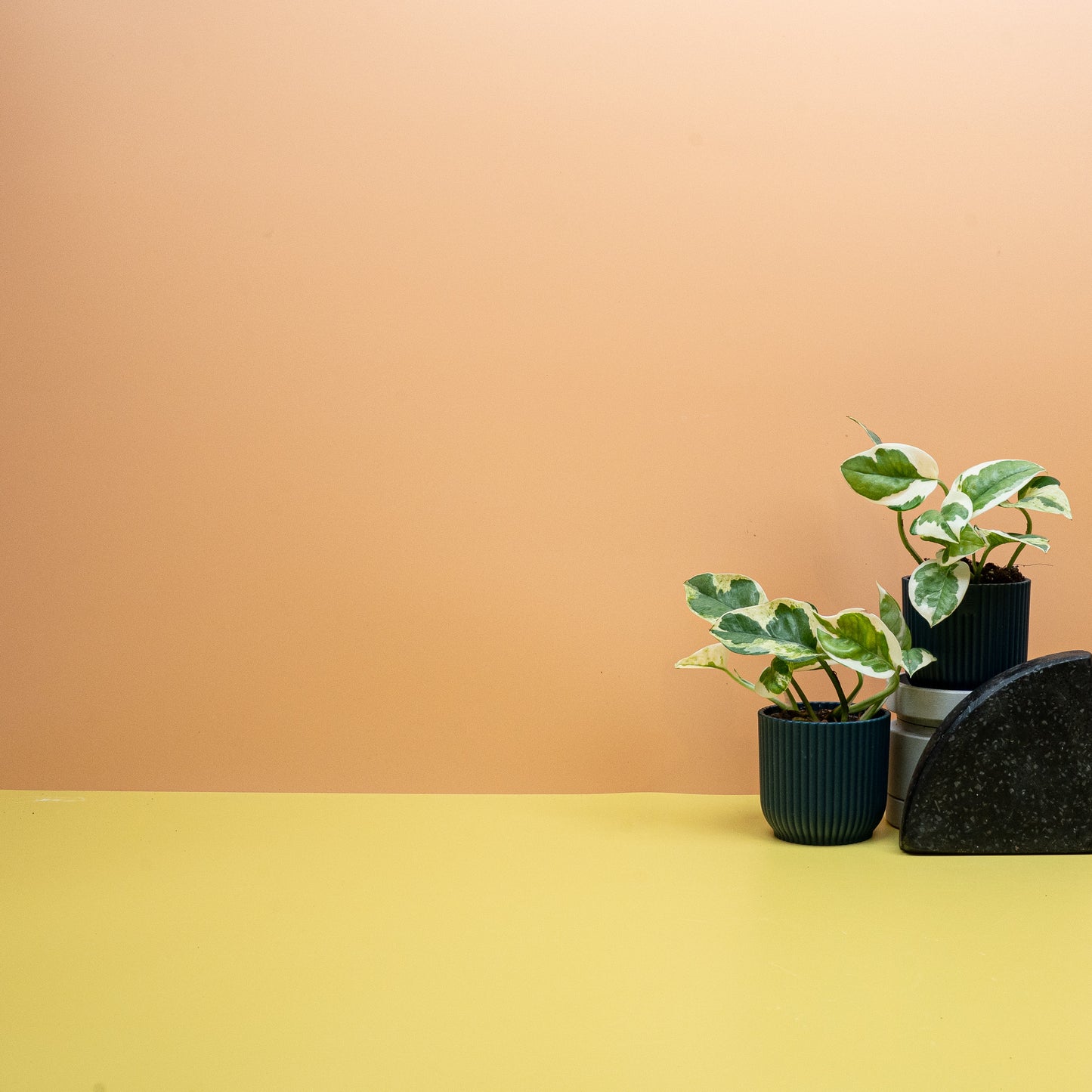 EPIPREMNUM NJOY online bestellen bei potflourri