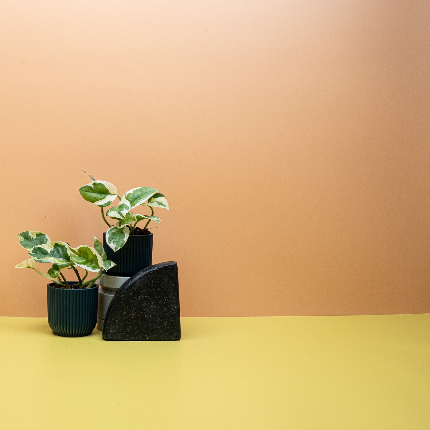 EPIPREMNUM NJOY online bestellen bei potflourri