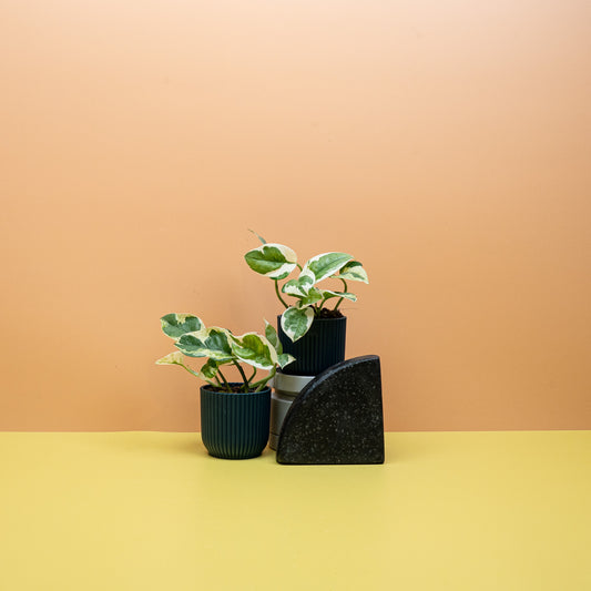 EPIPREMNUM NJOY online bestellen bei potflourri