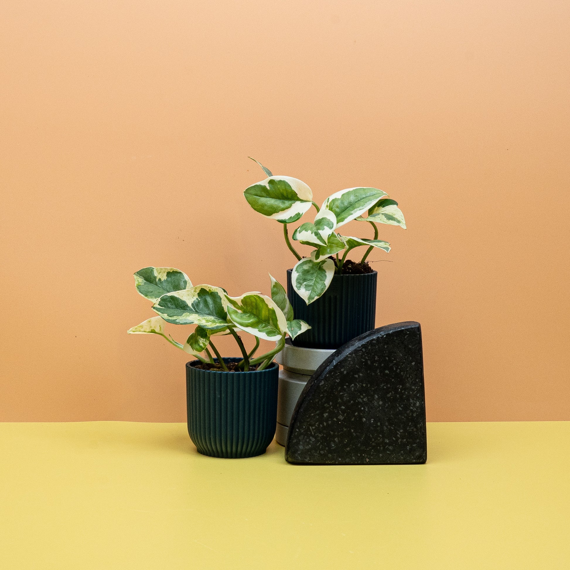 EPIPREMNUM NJOY online bestellen bei potflourri