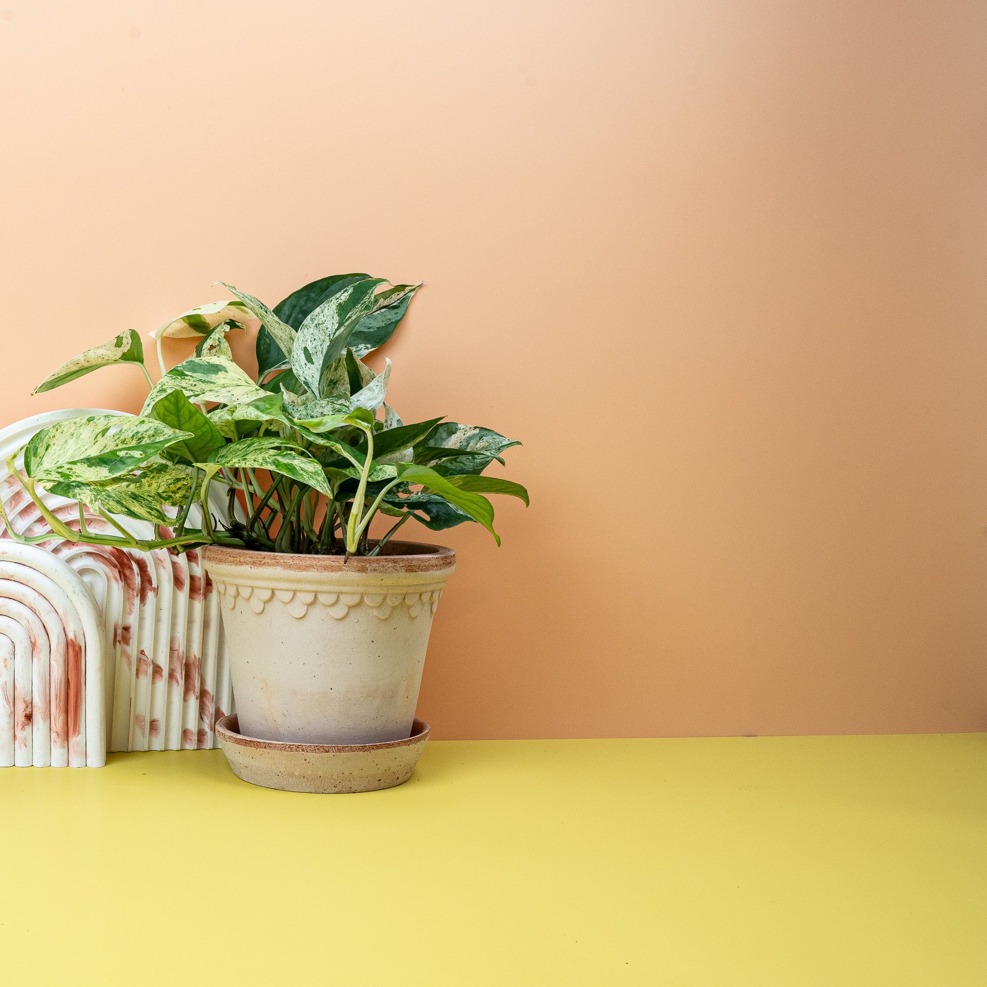 EPIPREMNUM PINNATUM VARIEGATA online bestellen bei potflourri