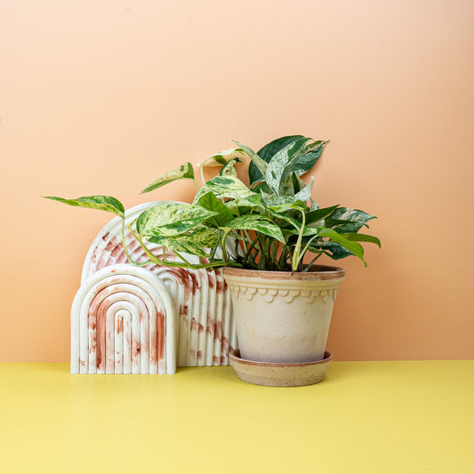 EPIPREMNUM PINNATUM VARIEGATA online bestellen bei potflourri