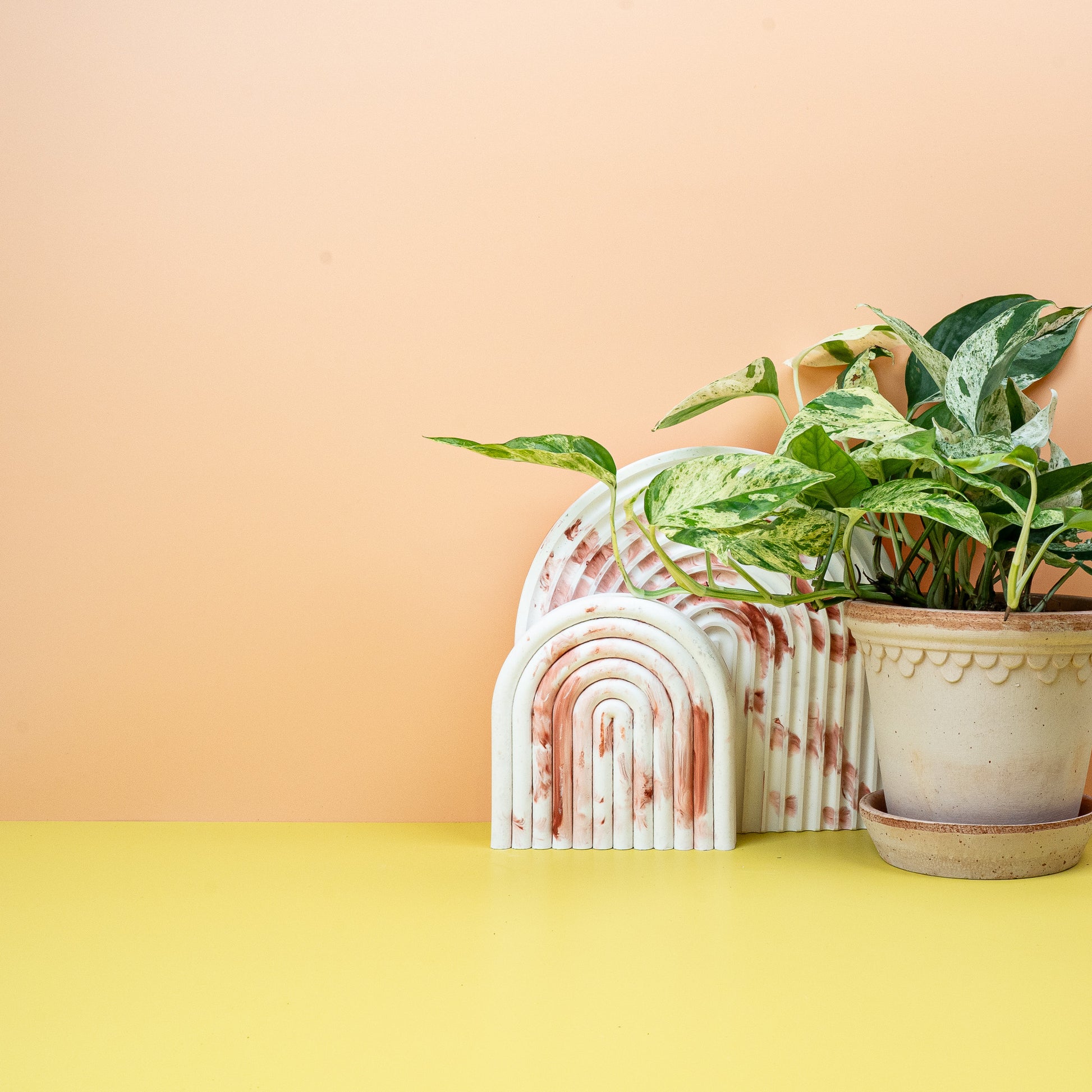 EPIPREMNUM PINNATUM VARIEGATA online bestellen bei potflourri
