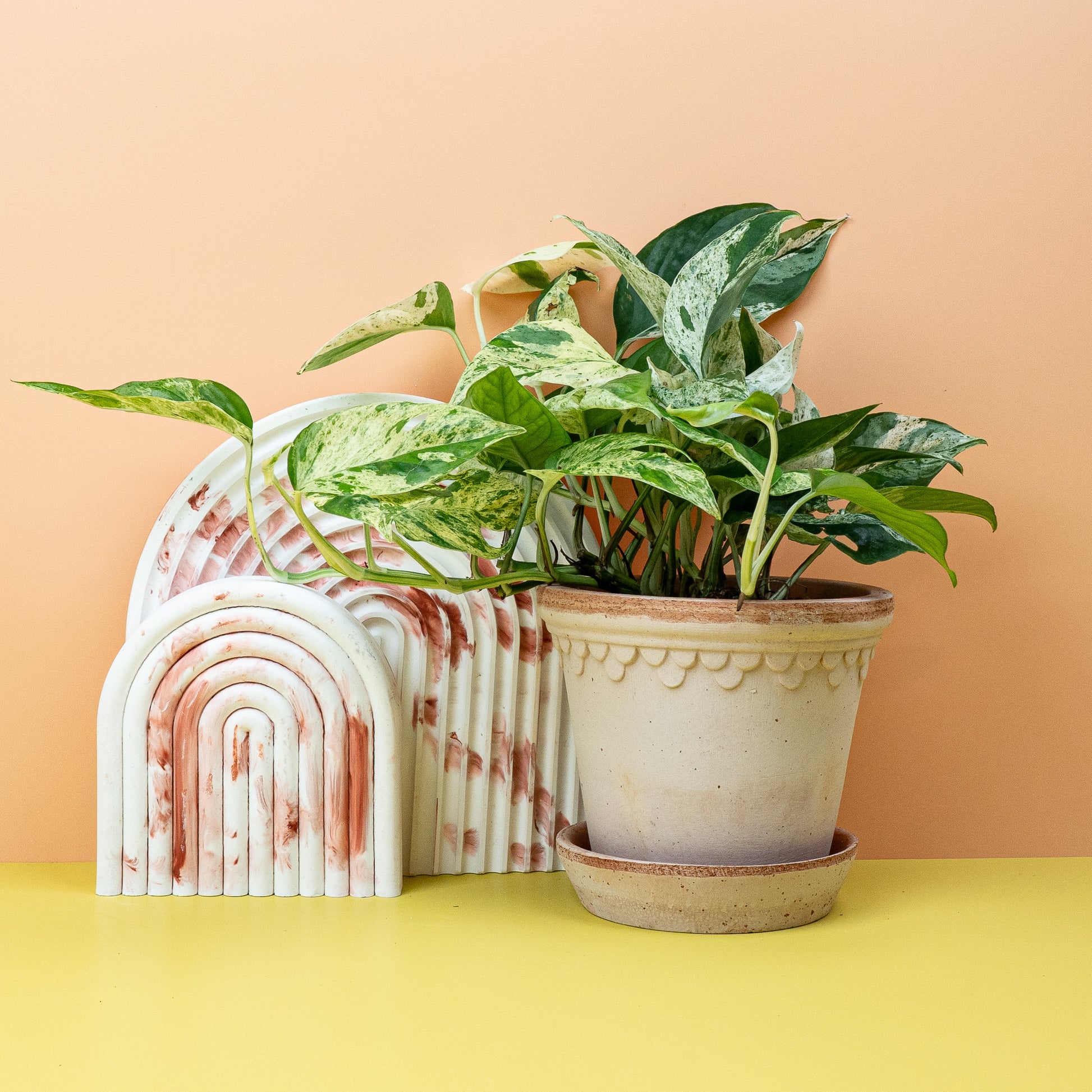 epipremnum variegata EPIPREMNUM PINNATUM VARIEGATA online kaufen bei potflourri