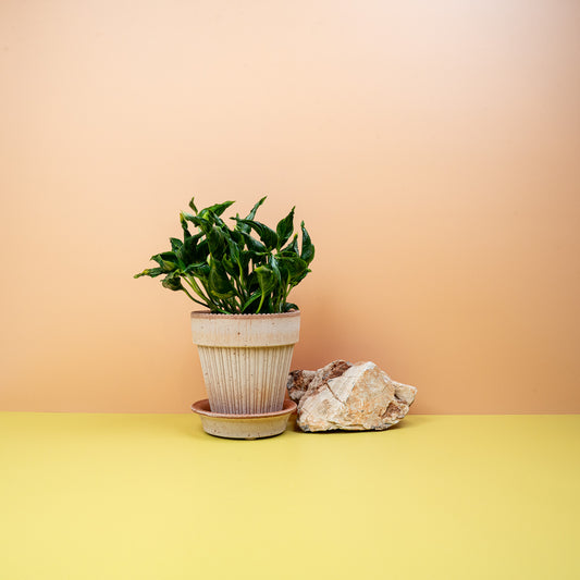 EPIPREMNUM SHANGRI-LA online bestellen bei potflourri
