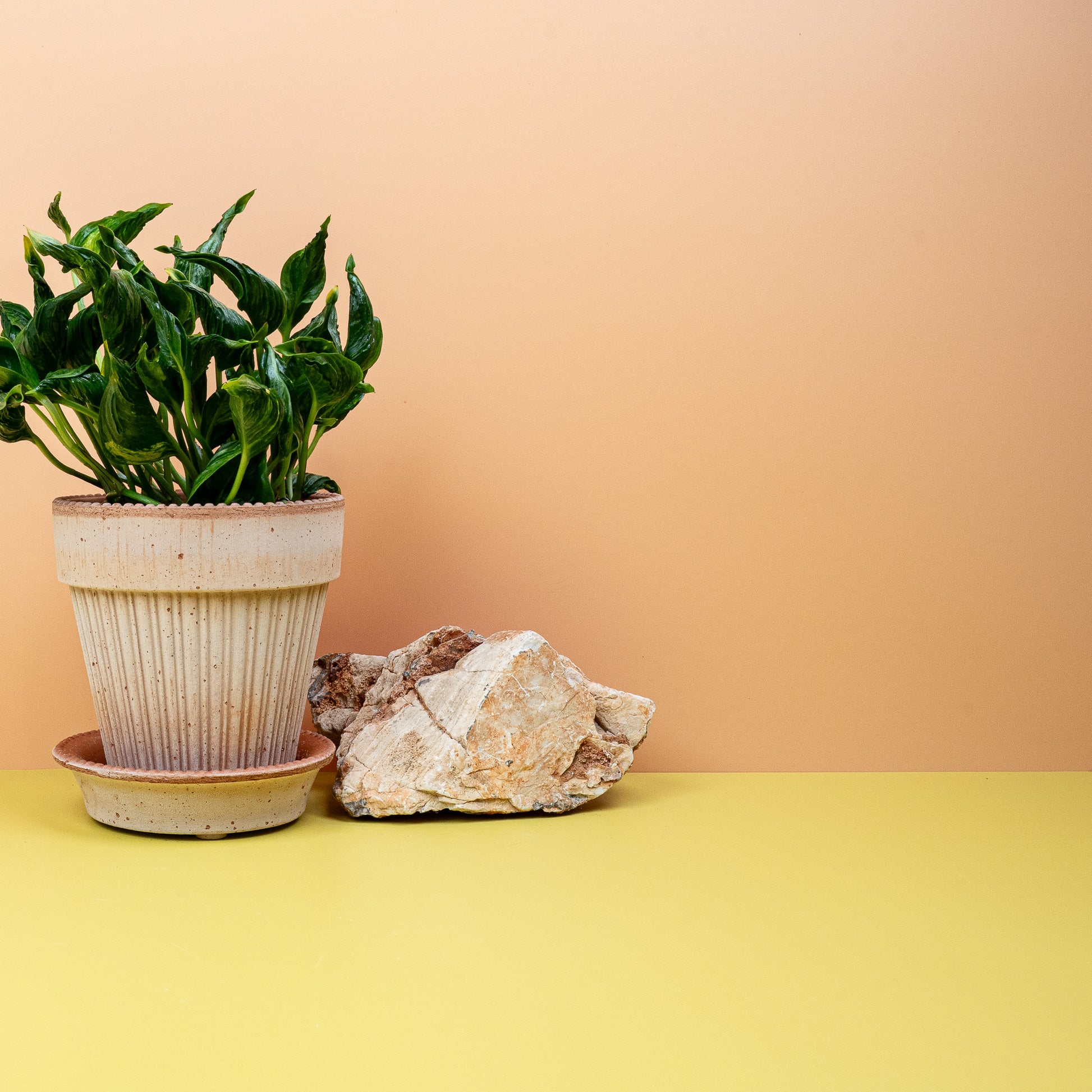 EPIPREMNUM SHANGRI-LA online bestellen bei potflourri