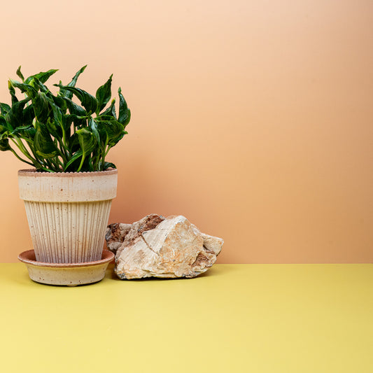 EPIPREMNUM SHANGRI-LA online bestellen bei potflourri