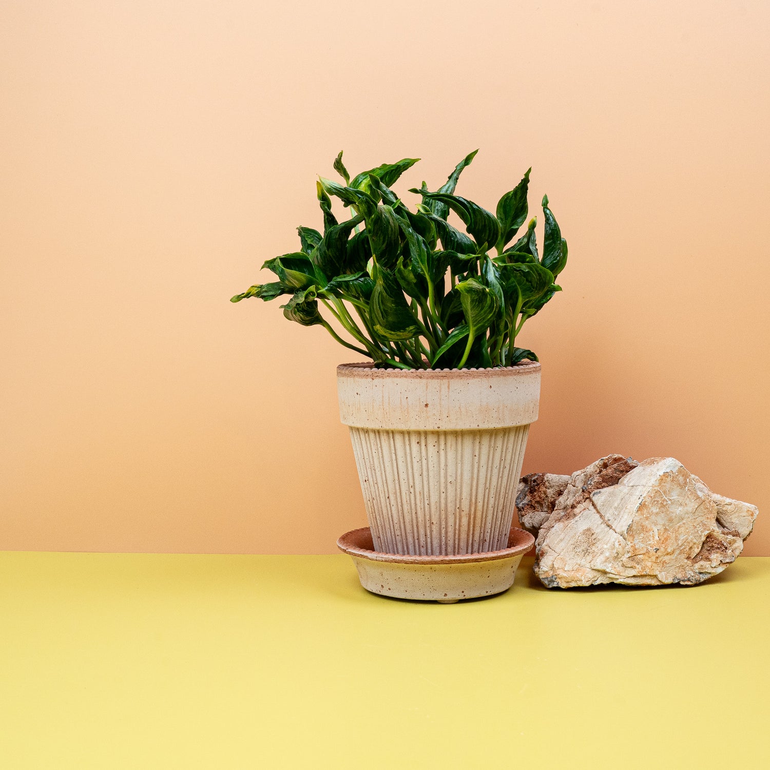 Epipremnum - Illustration der Pflegebedürfnisse eines Epipremnums: Gießkanne und Düngerflasche neben einer üppigen Pflanze