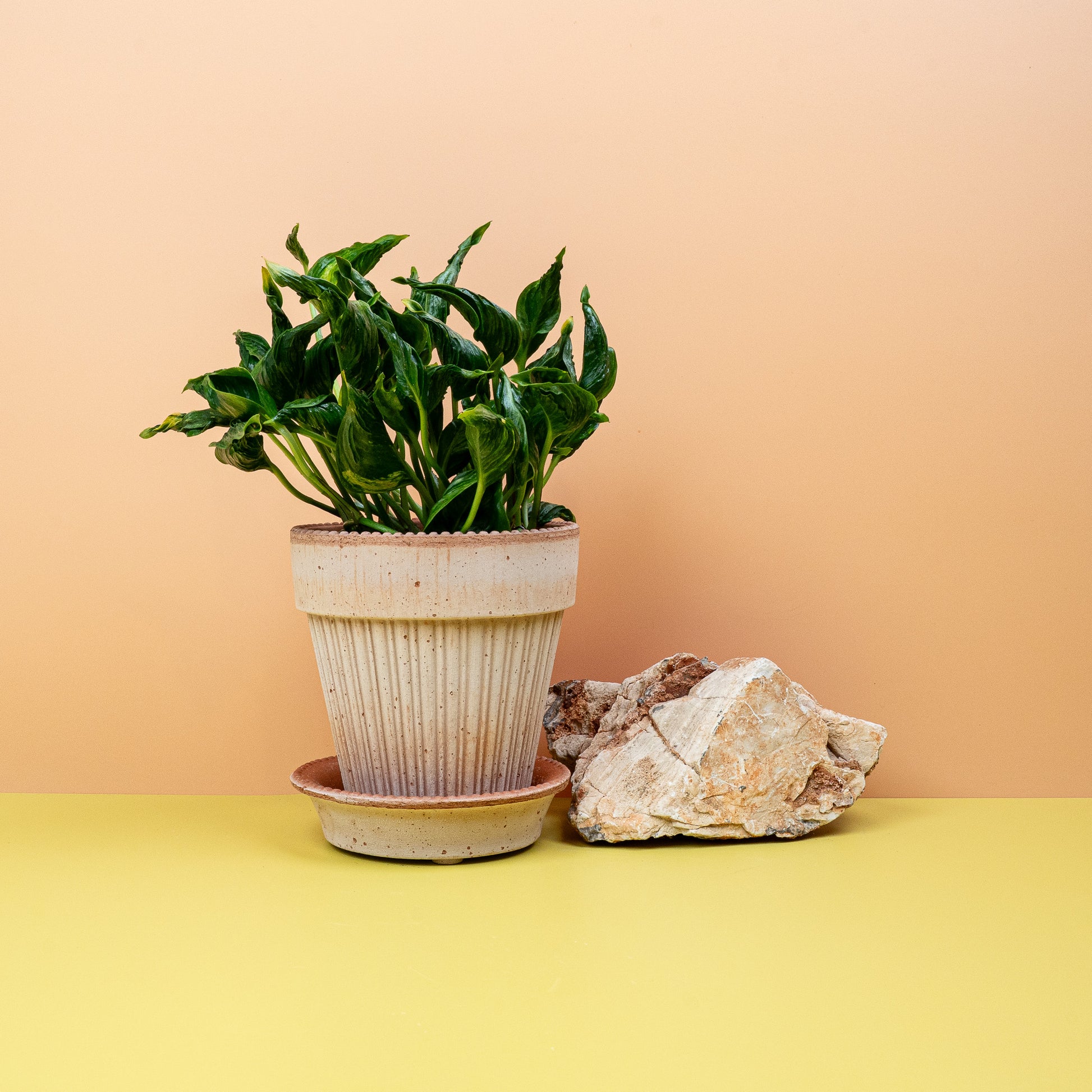 EPIPREMNUM SHANGRI-LA online bestellen bei potflourri