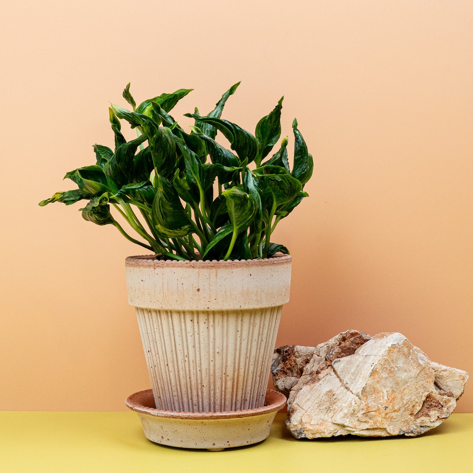 EPIPREMNUM SHANGRI-LA online bestellen bei potflourri