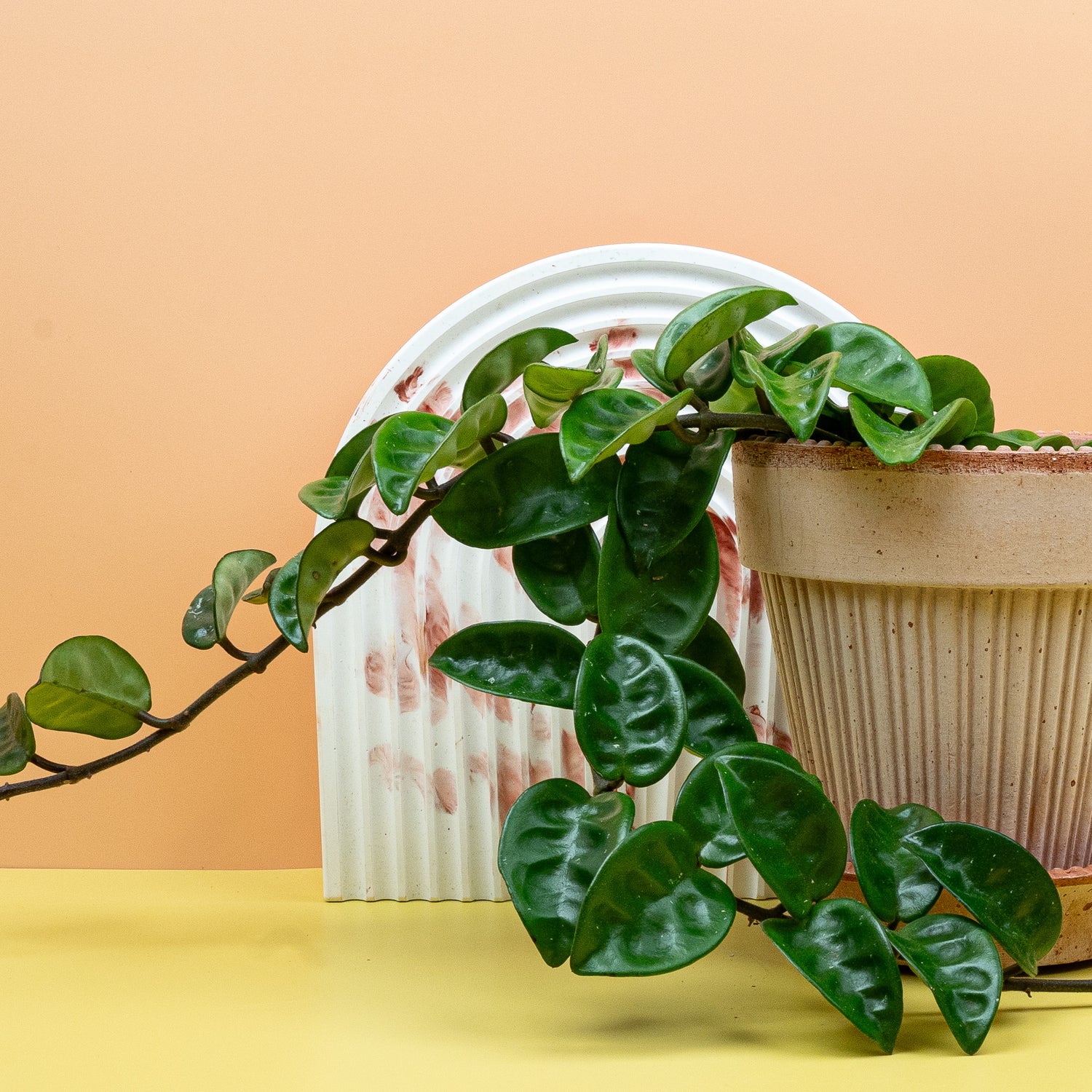 Hoya - Nahaufnahme der wachsartigen, glänzenden Blätter einer Hoya-Pflanze