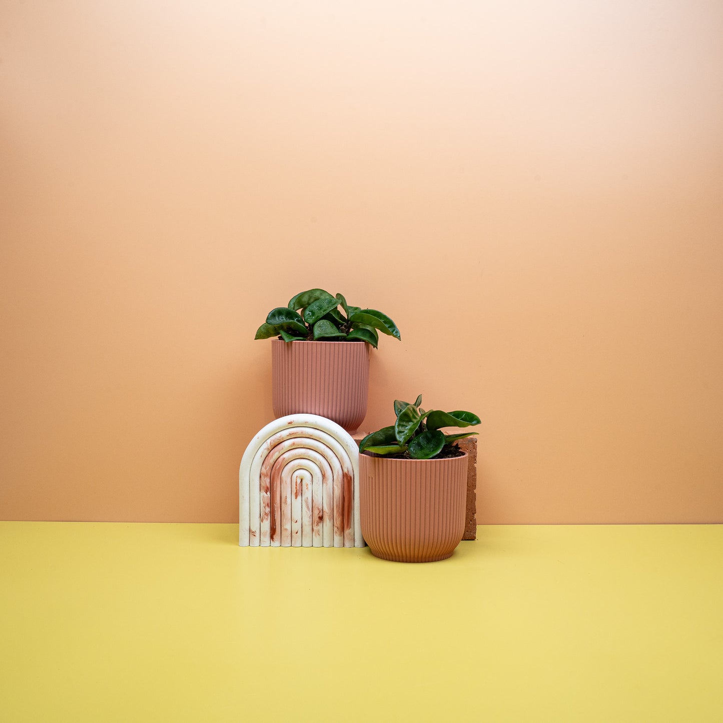 HOYA CARNOSA KRINKLE online bestellen bei potflourri