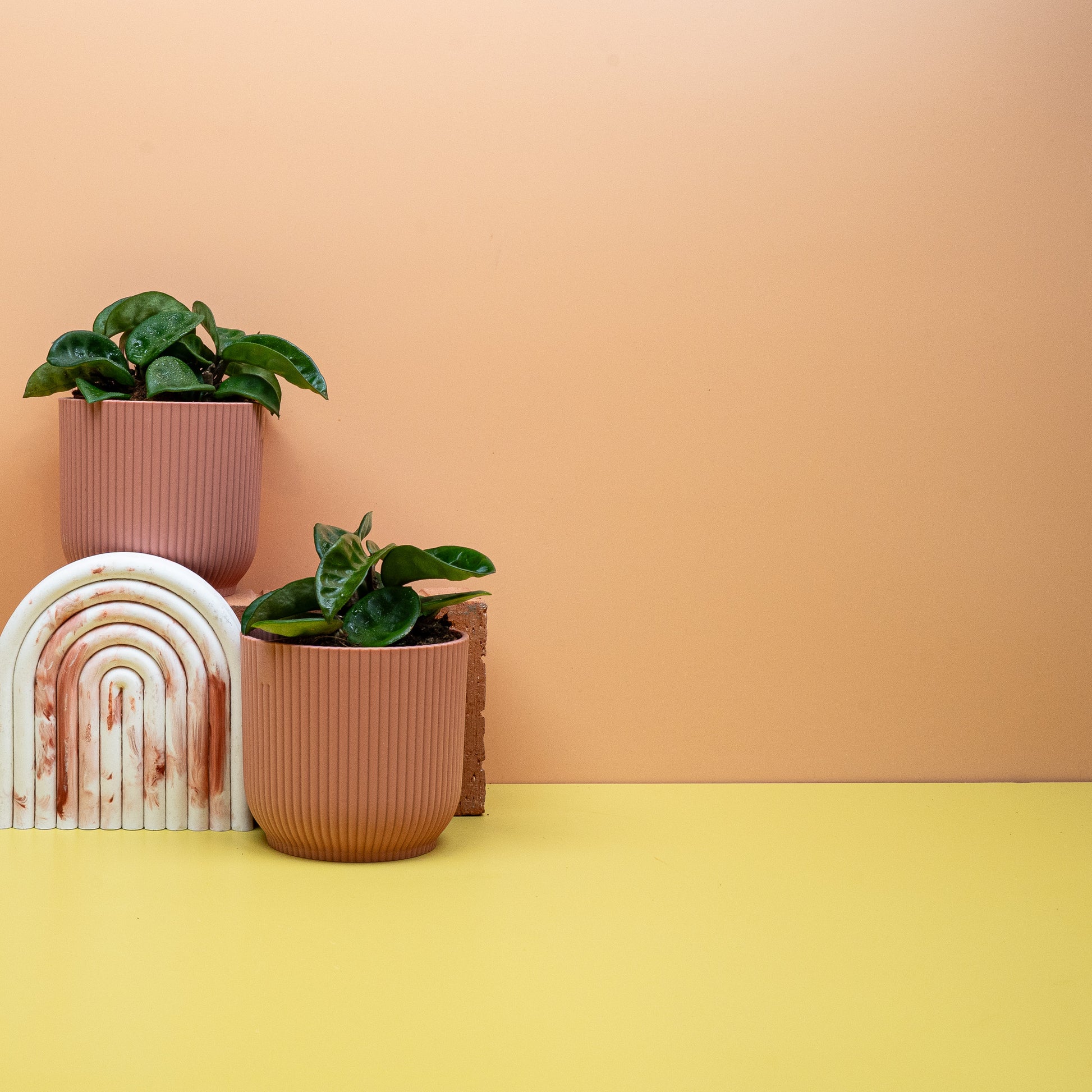 HOYA CARNOSA KRINKLE online bestellen bei potflourri