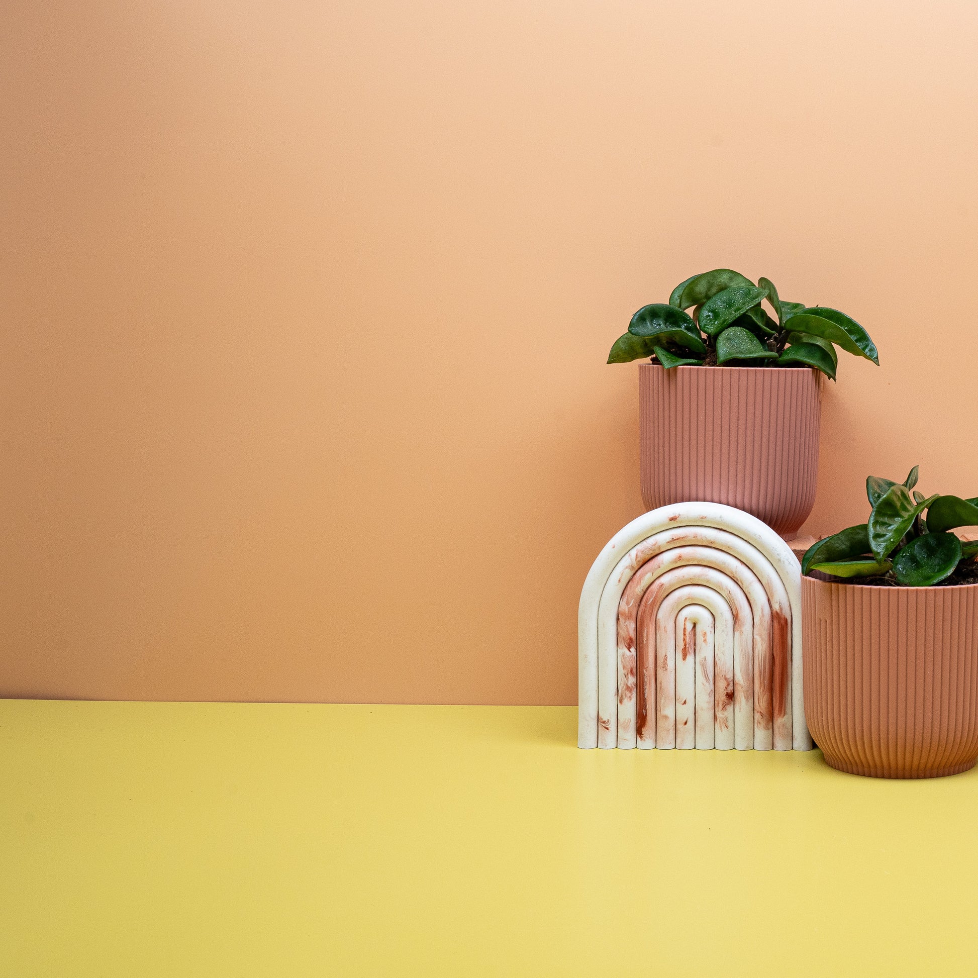 HOYA CARNOSA KRINKLE online bestellen bei potflourri